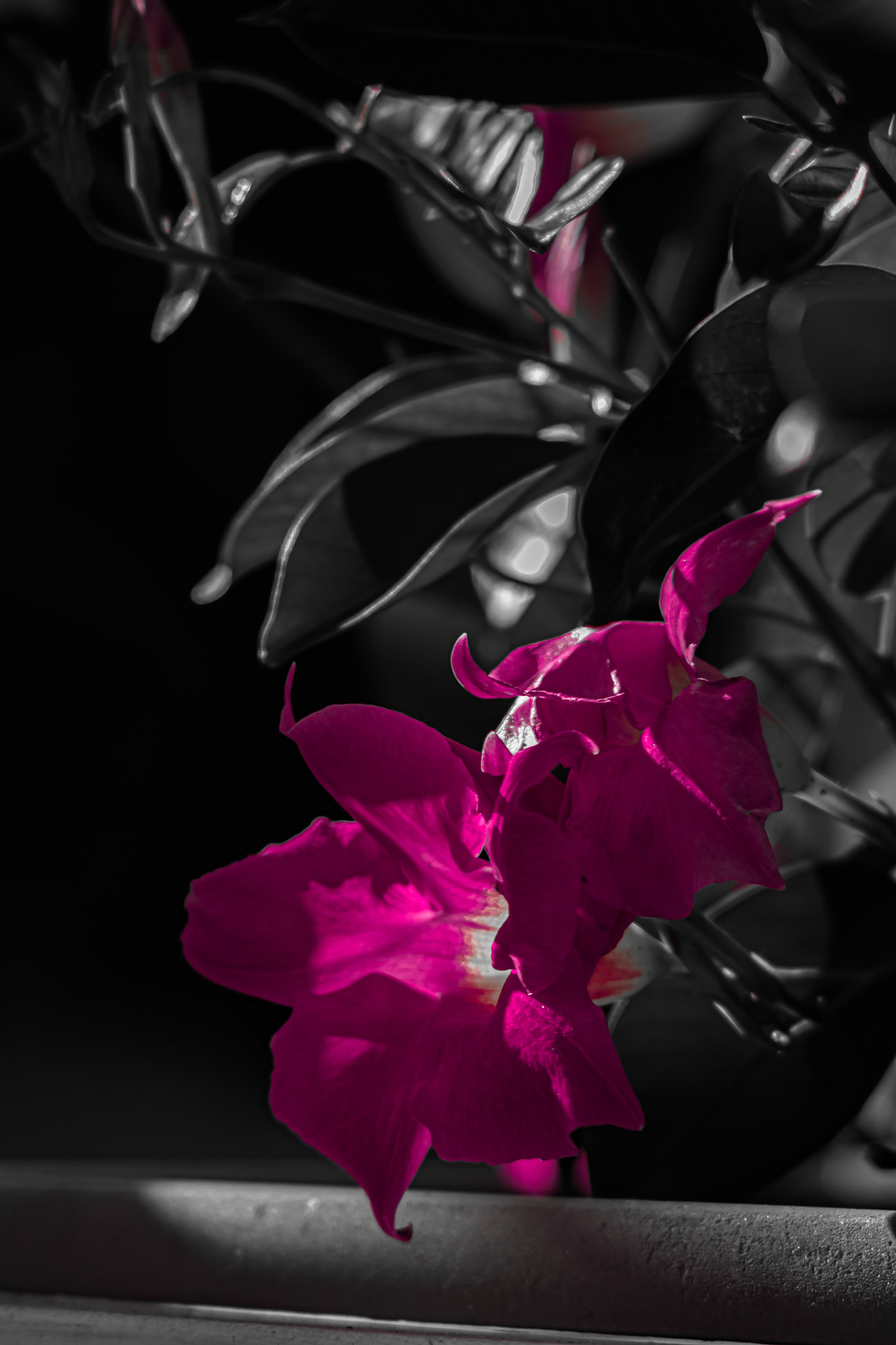 Magical Mandevilla. Shot with: Nikon D5200 + Vivitar 85-205mm.