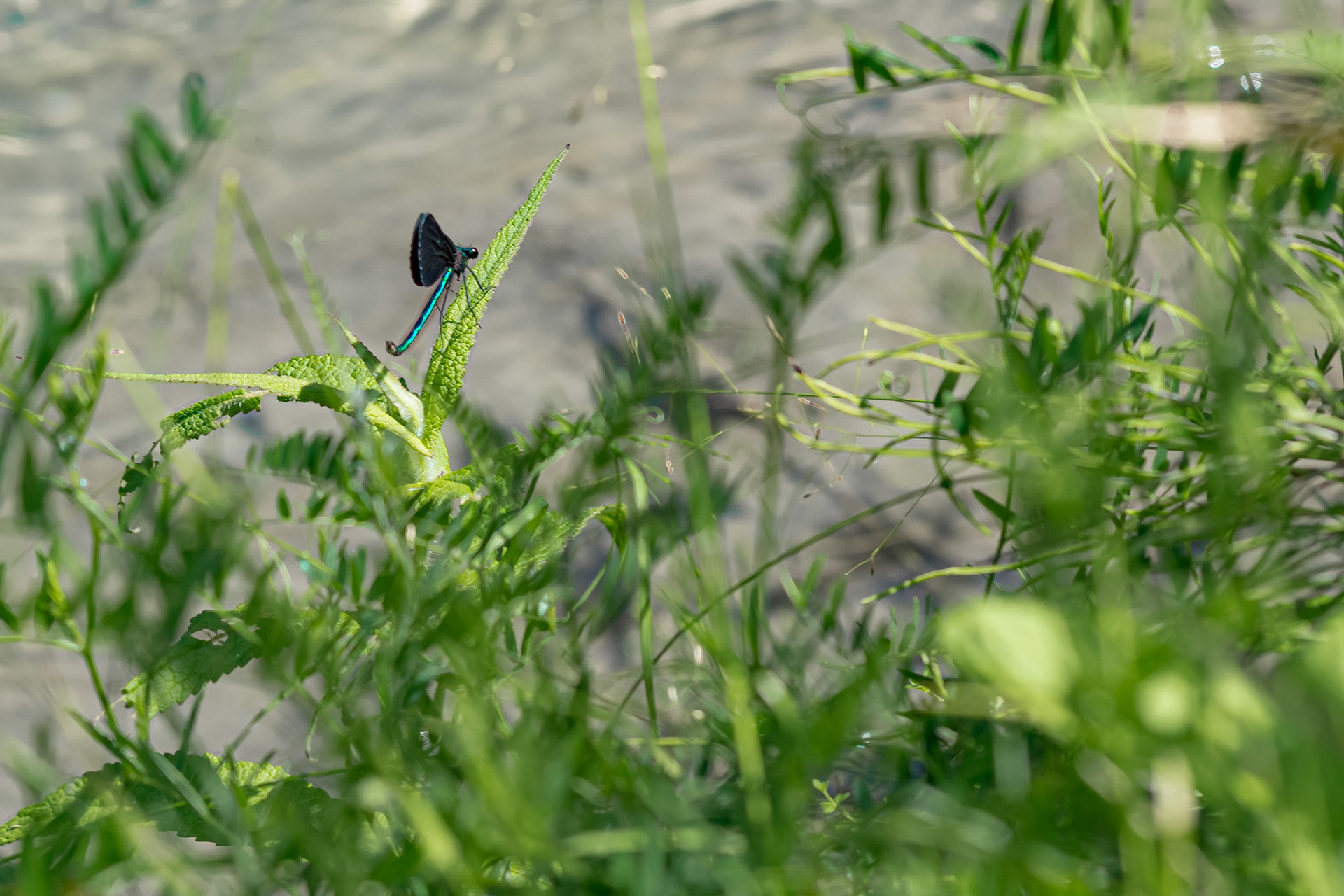 Lucky Click - Full Colour; Shot with: Nikon D5200 + Sigma 70-300mm.