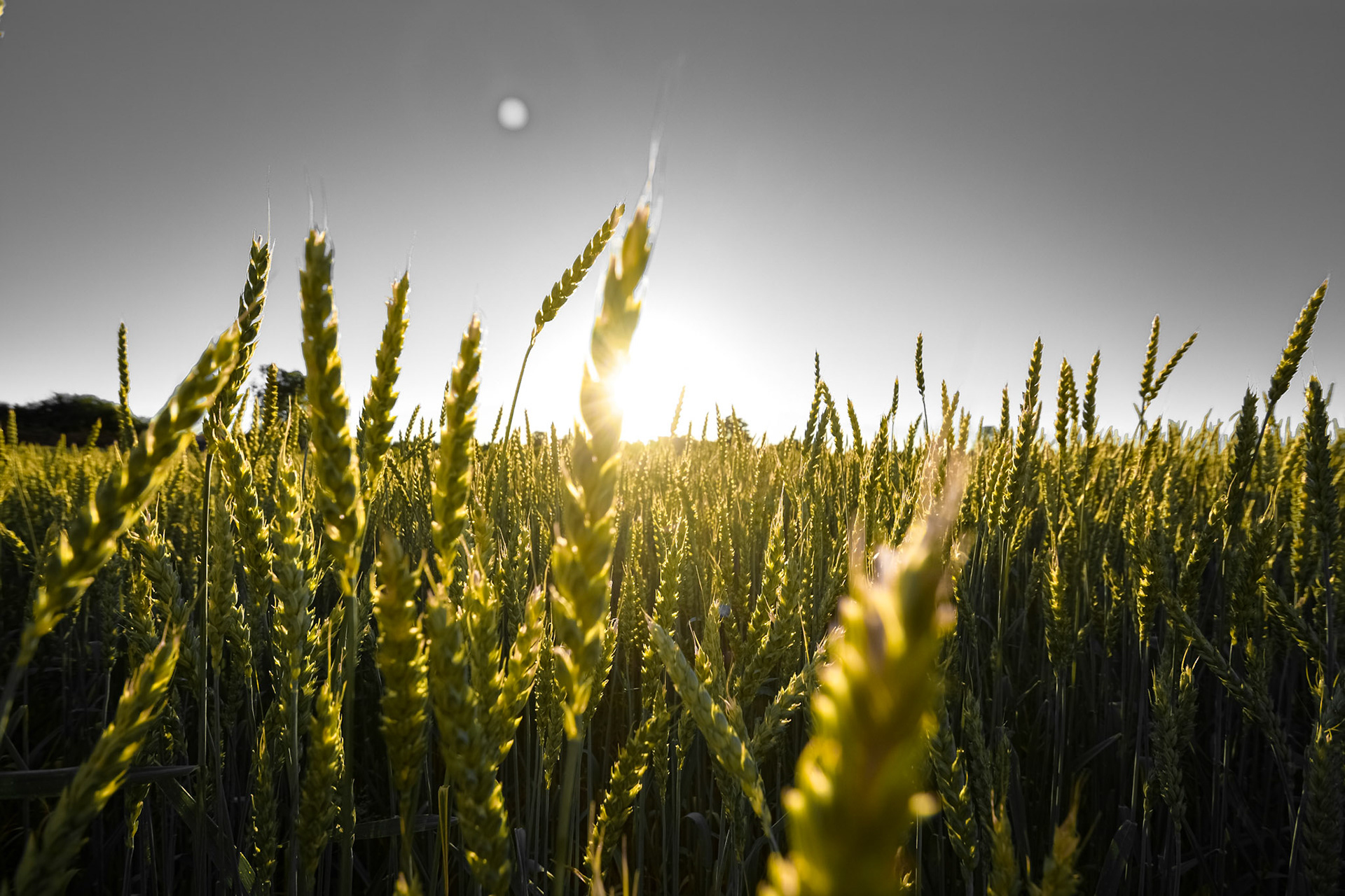 Wheaty Views. Shot with: Nikon D5200 + Tamron 10-24mm..