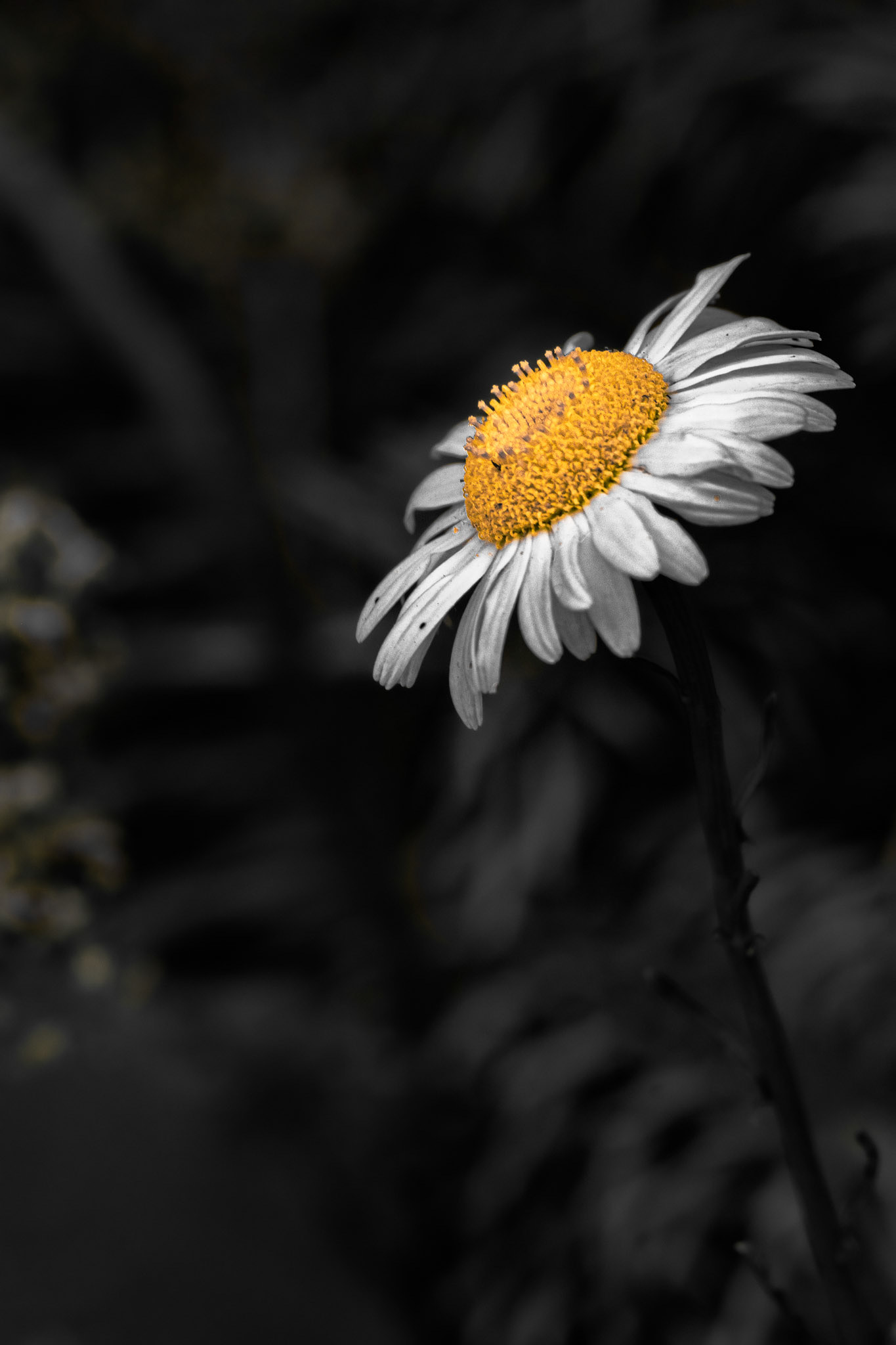 Standing O'Daisy. Shot with: Nikon D5200 + Sigma 70-300mm.