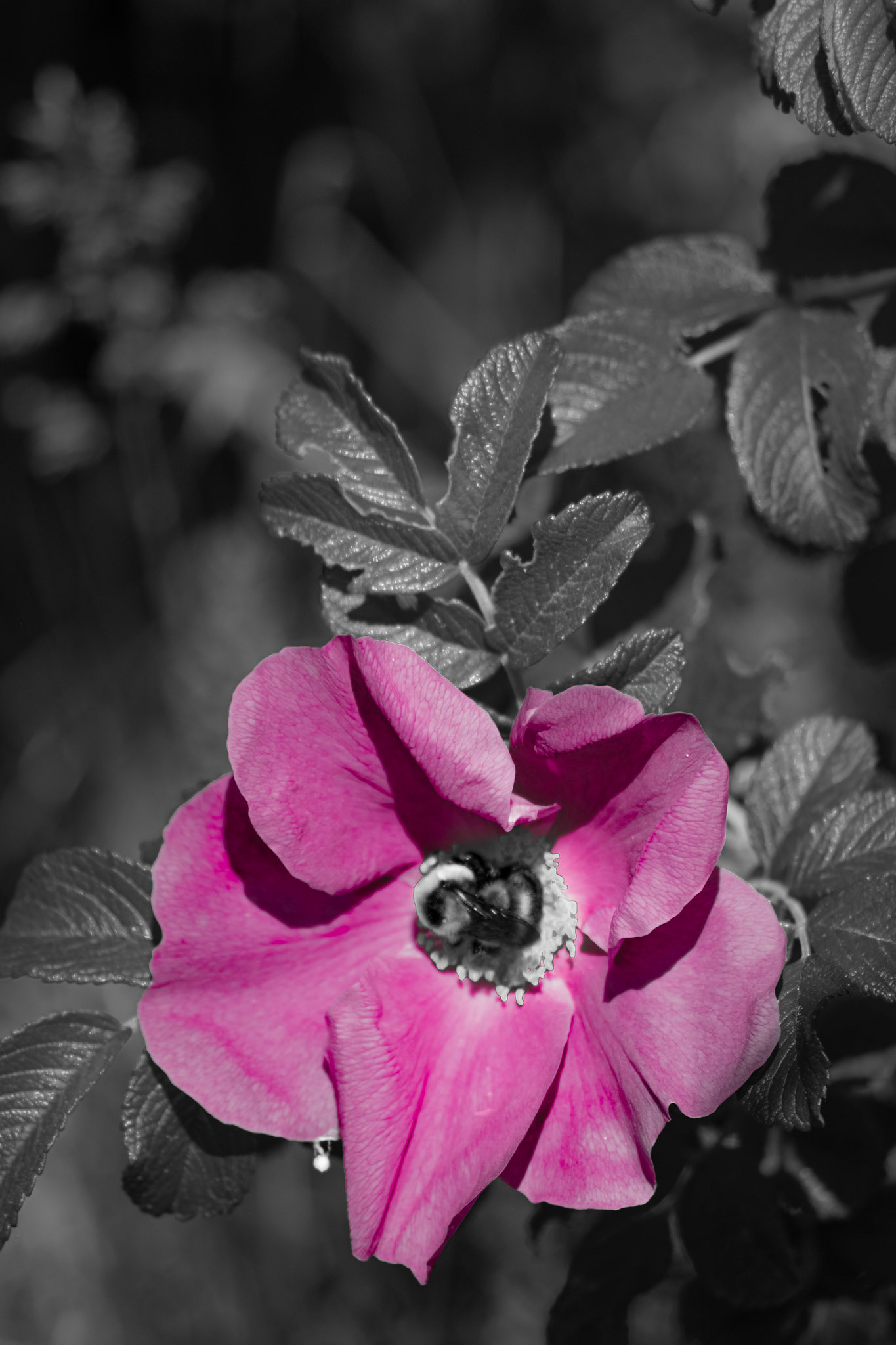 Bee-sy Rose. Shot with: Nikon D5200 + Sigma 70-300mm.
