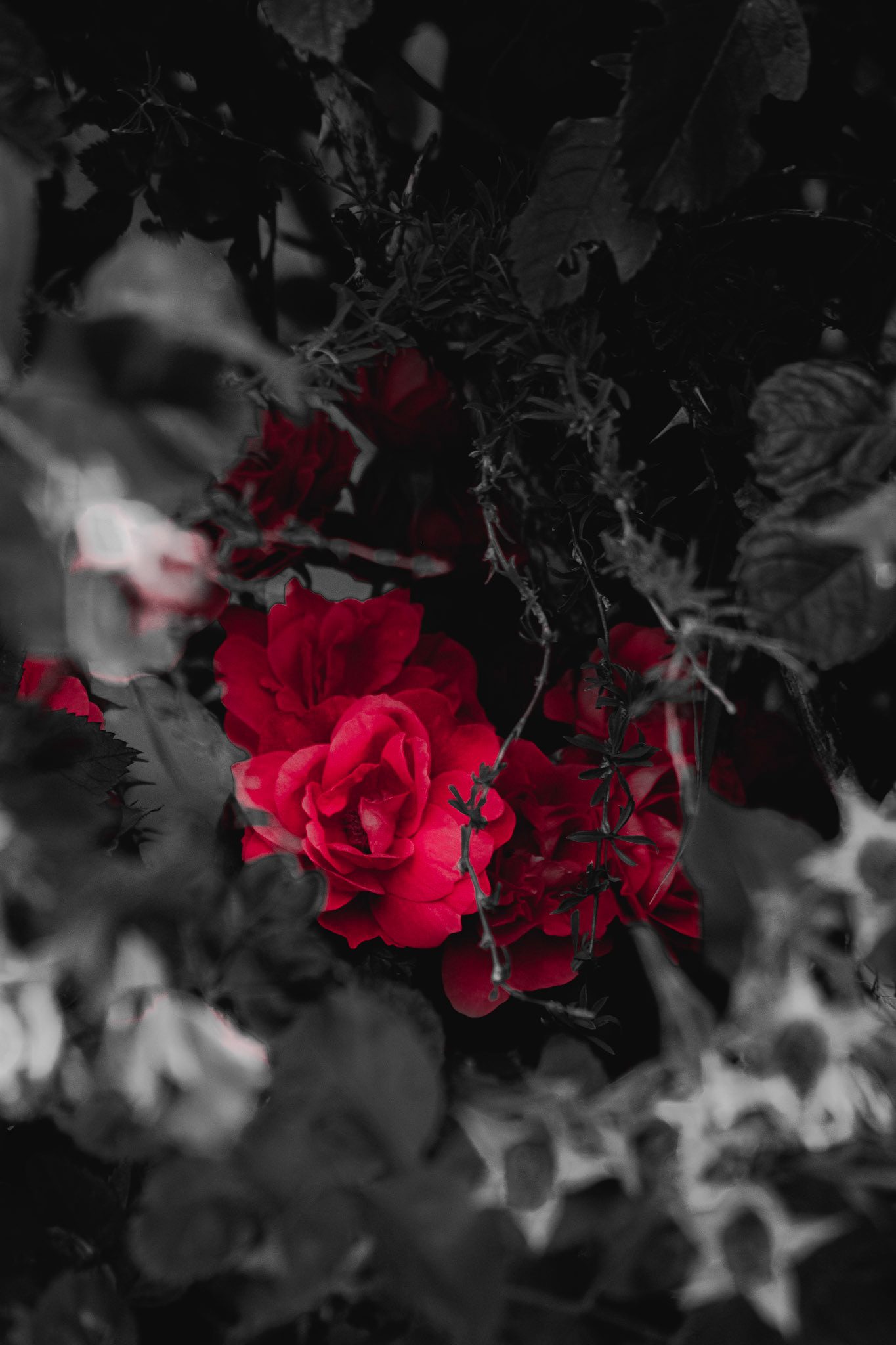 Re(d)fined Rose Bush - Red Pop; Shot with: Nikon D5200 + Sigma 70-300mm.