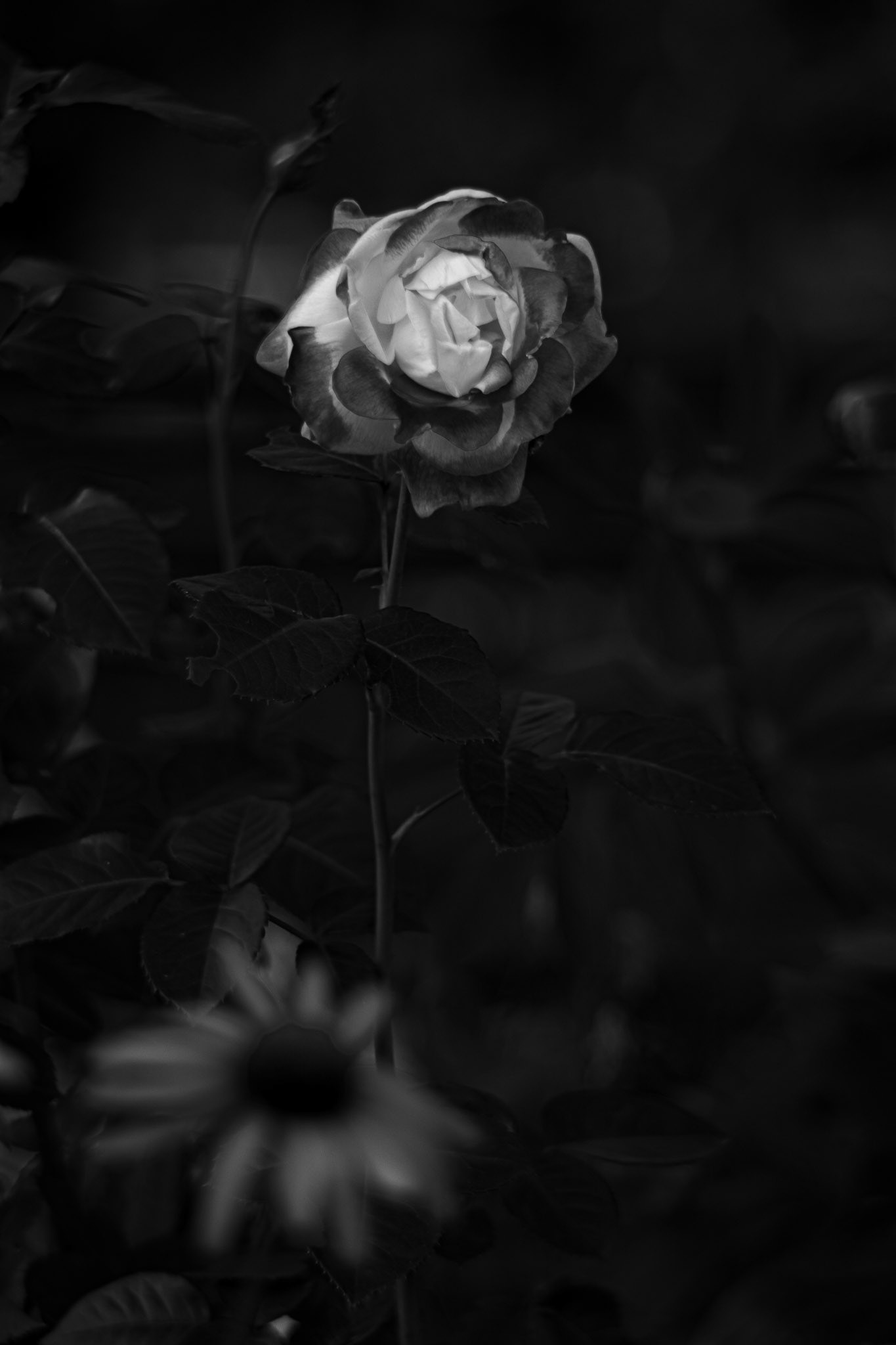 Re(d)fined Rose - Black and White; Shot with: Nikon D5200 + Vivitar 85-205mm.