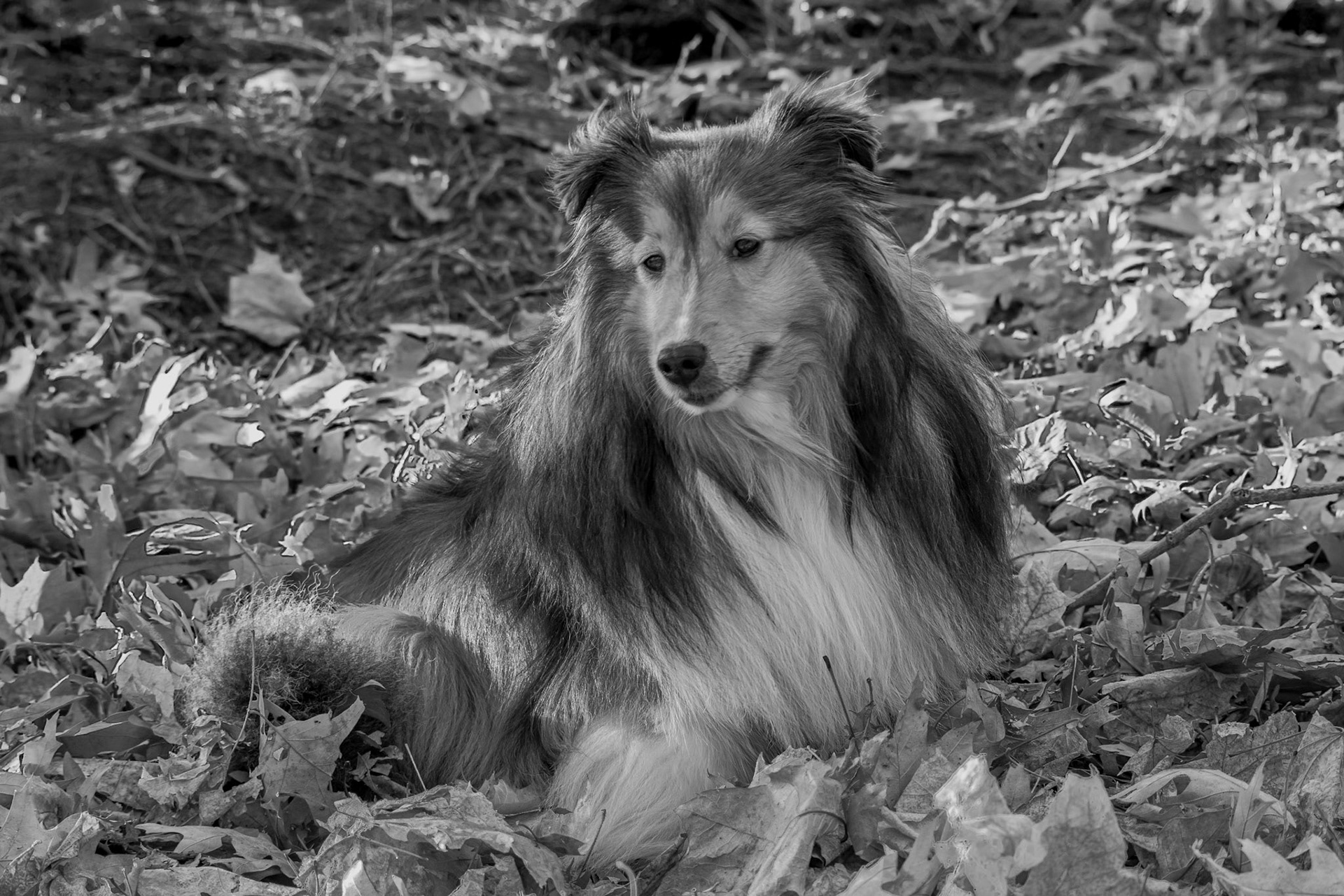 Seasonal Sheltie - Black and White; Shot with: Nikon D5200 + Sigma 70-300mm.