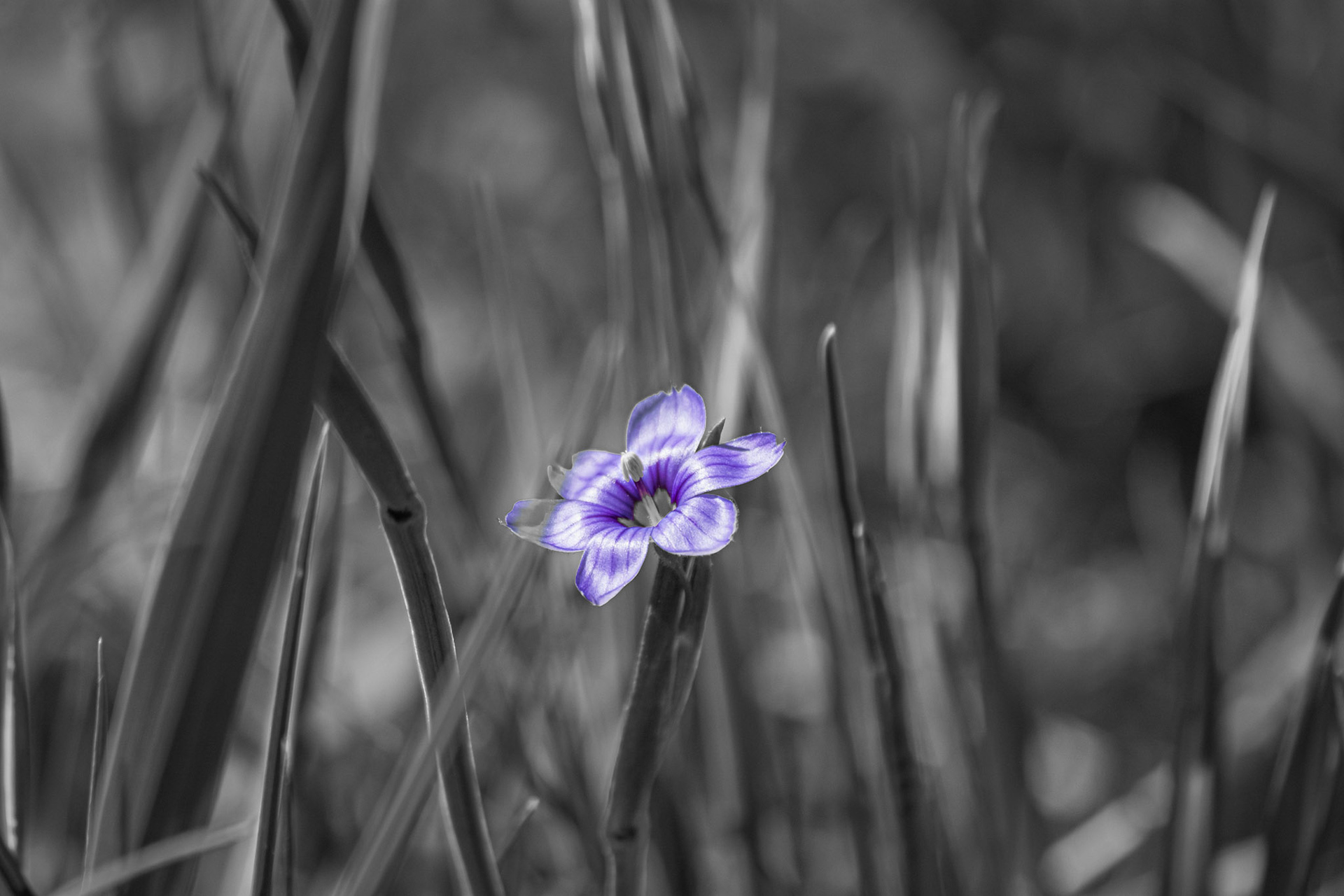 Tiny Bloomer - Purple Pop; Shot with: Nikon D5200 + Sigma 70-300mm.