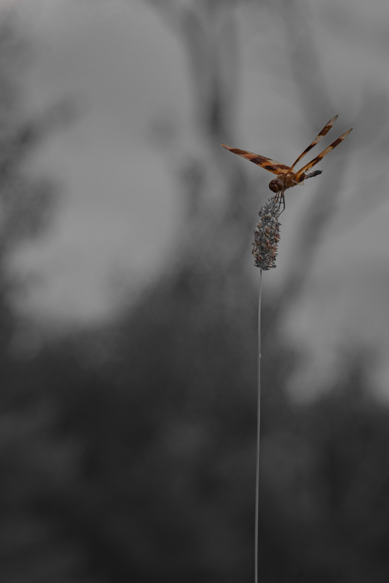 Shot with: Nikon D5200 + Vivitar 85-205mm + Tripod.
