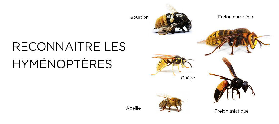 reconnaitre un frelon