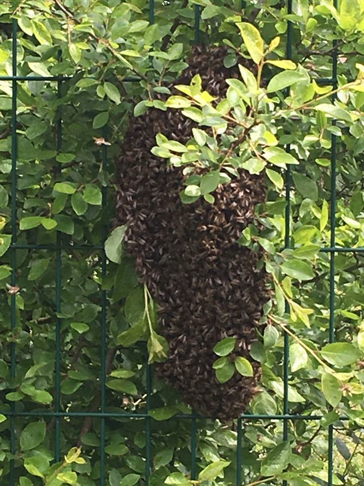 Récupération des essaims d'abeilles
