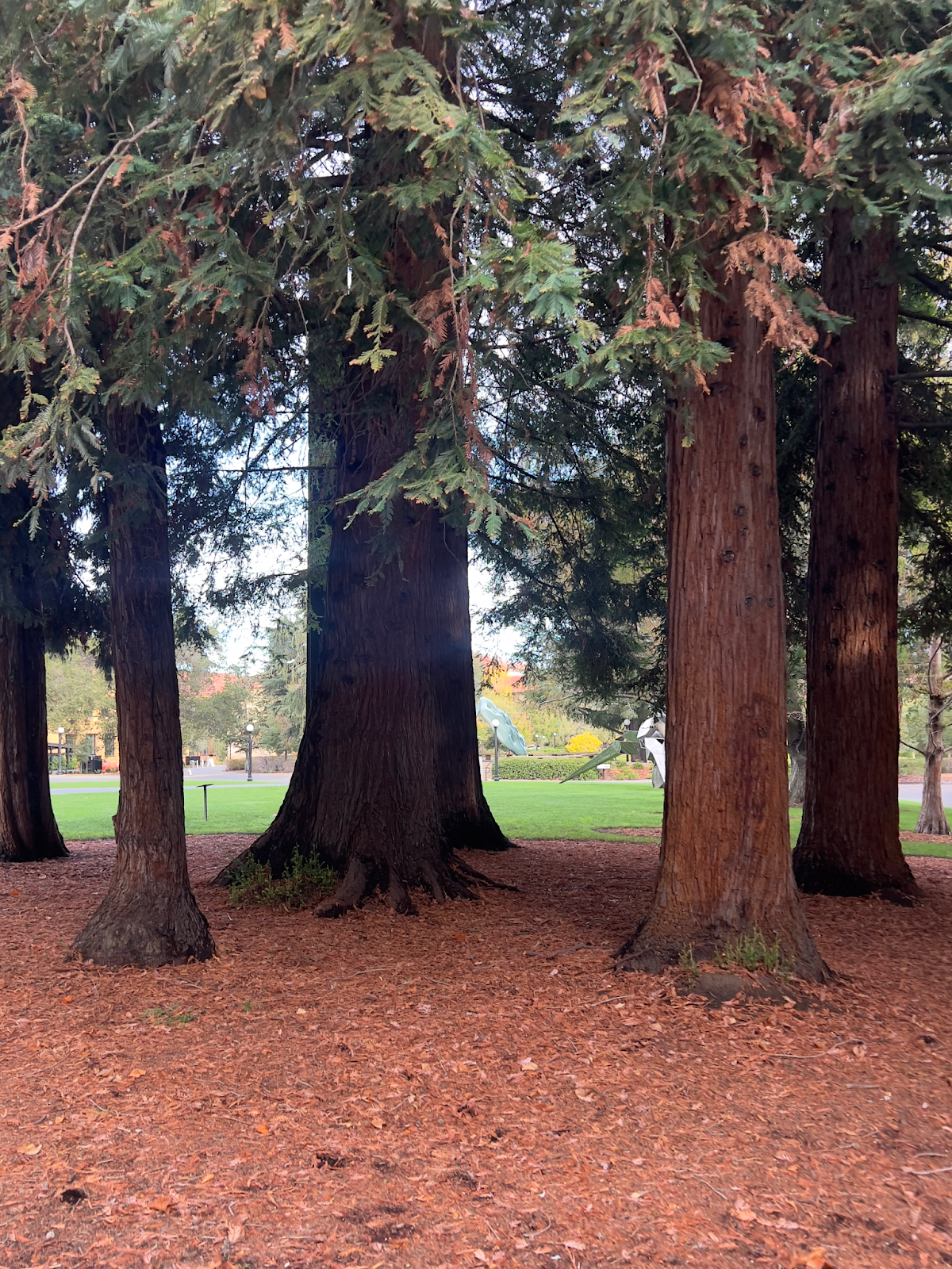Using inspiration from the curvature of this redwood tree trunk on campus.