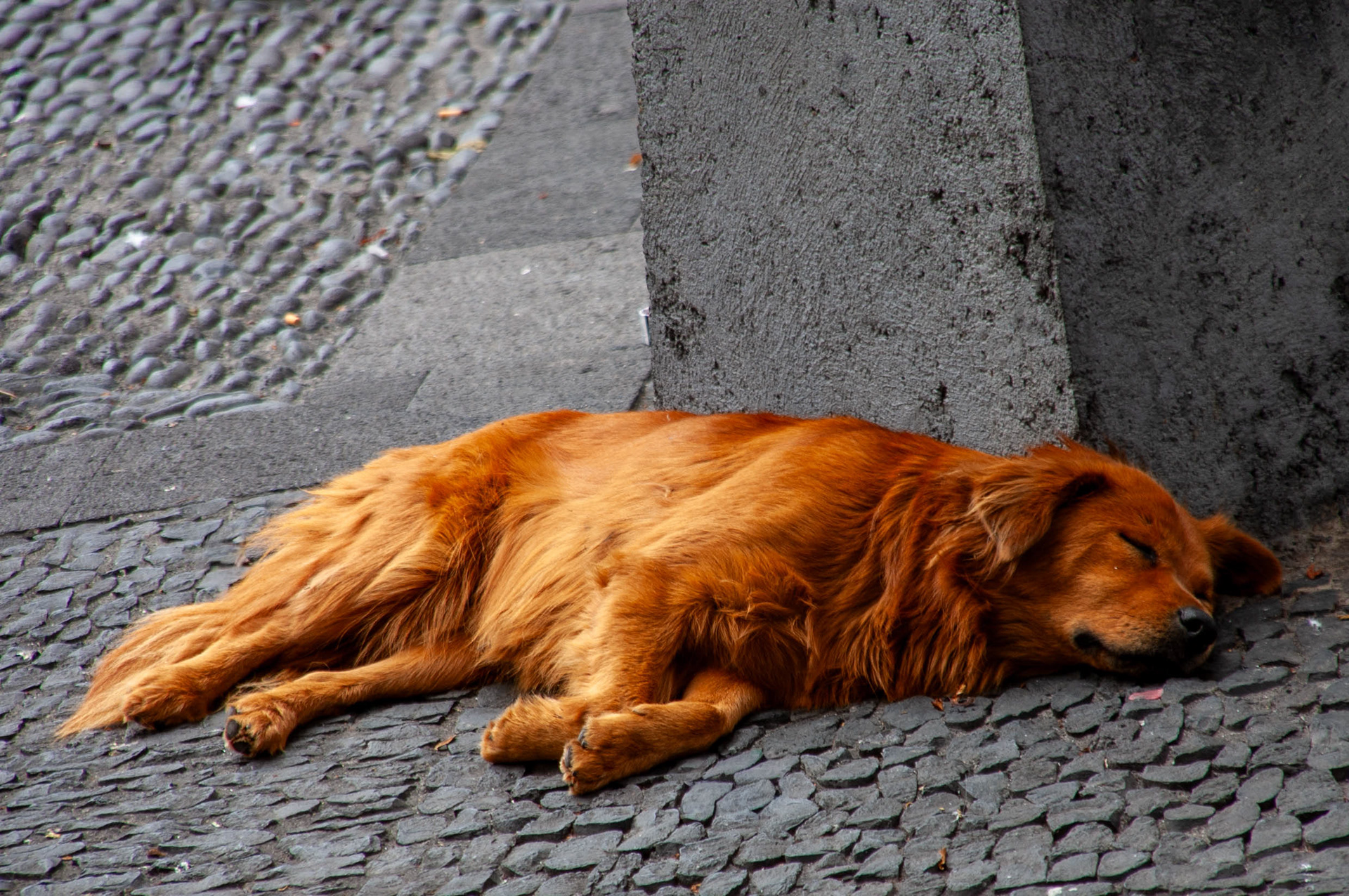 Street Corner Slumber
