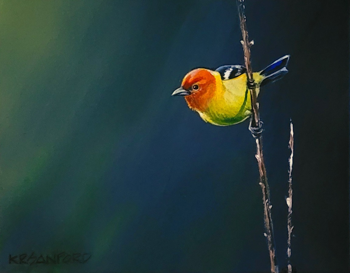 Western  Tanager, 2022