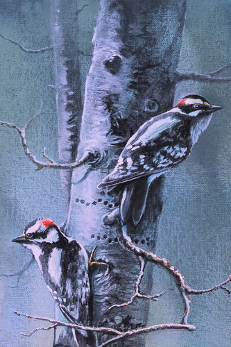 Downy Woodpeckers