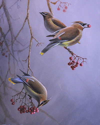 Cedar Waxwings