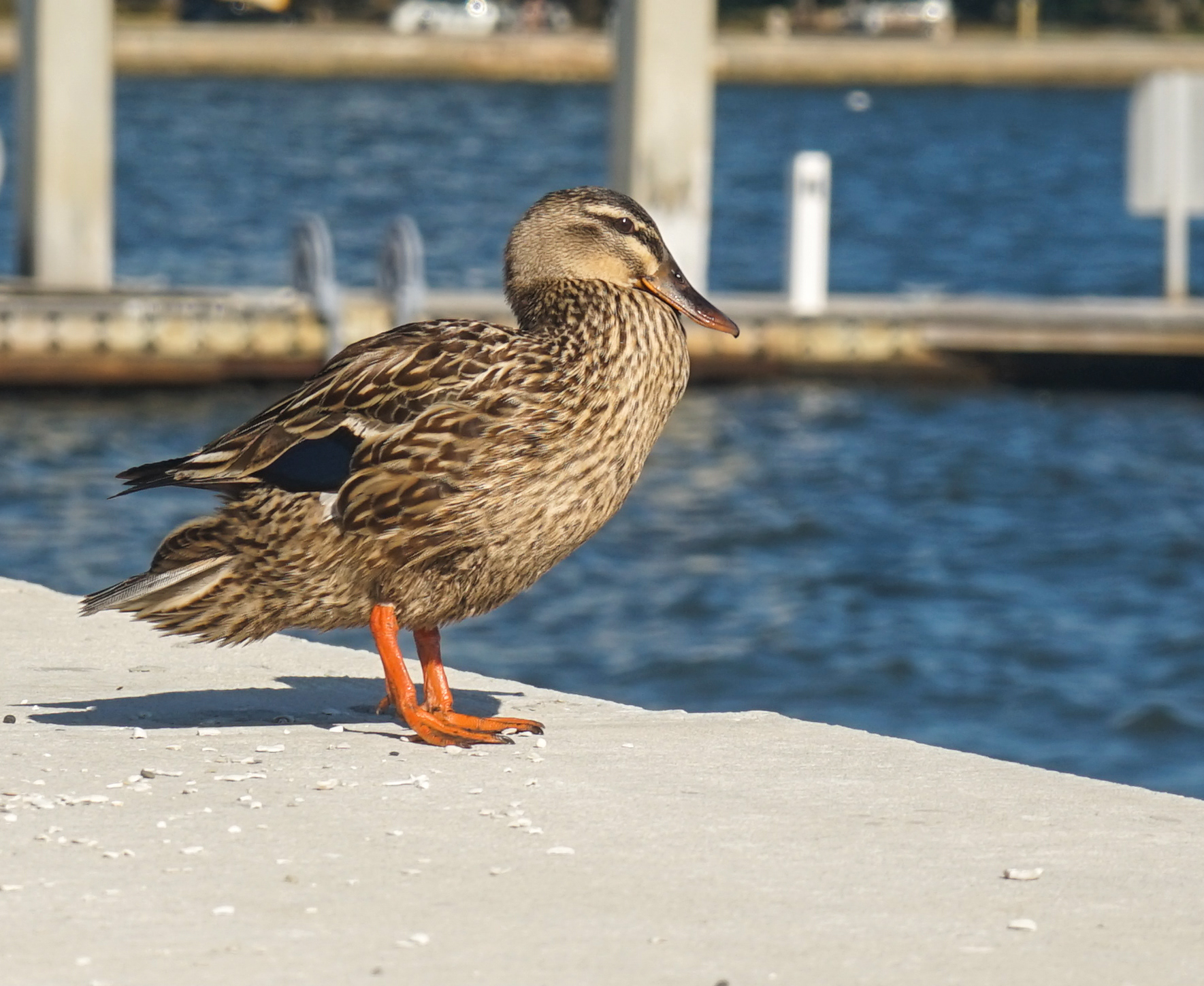 A duck relaxes on Apr. 20, 2023, at the St. Petersburg Pier in St. Petersburg, Fla.