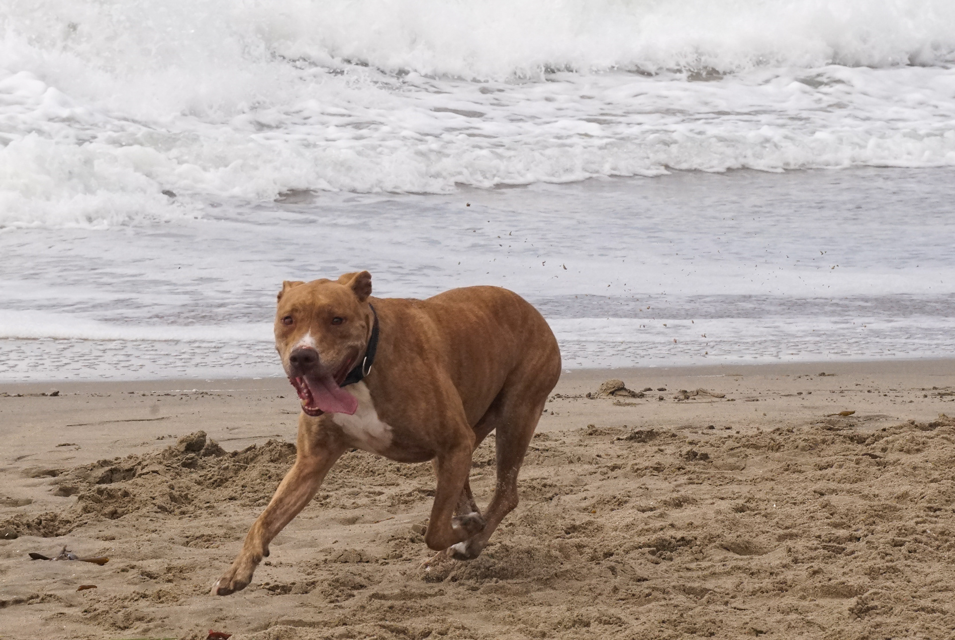A dog runs on a dog beach on Saturday, Apr. 2, 2022, in Santa Cruz, Cali.