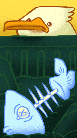Seagull (On my YouTube Shorts)