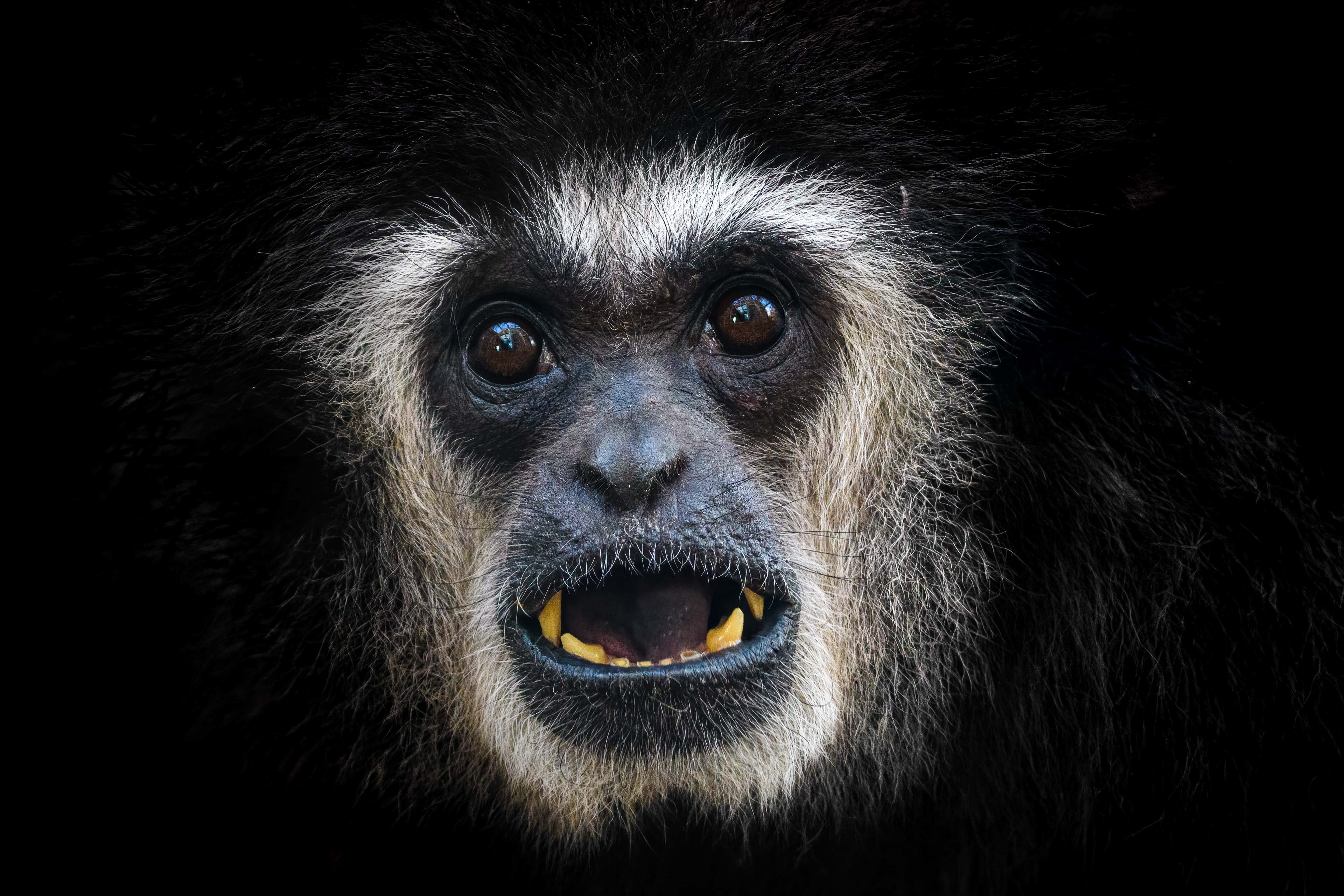 Withandgibbon￨Low Key
