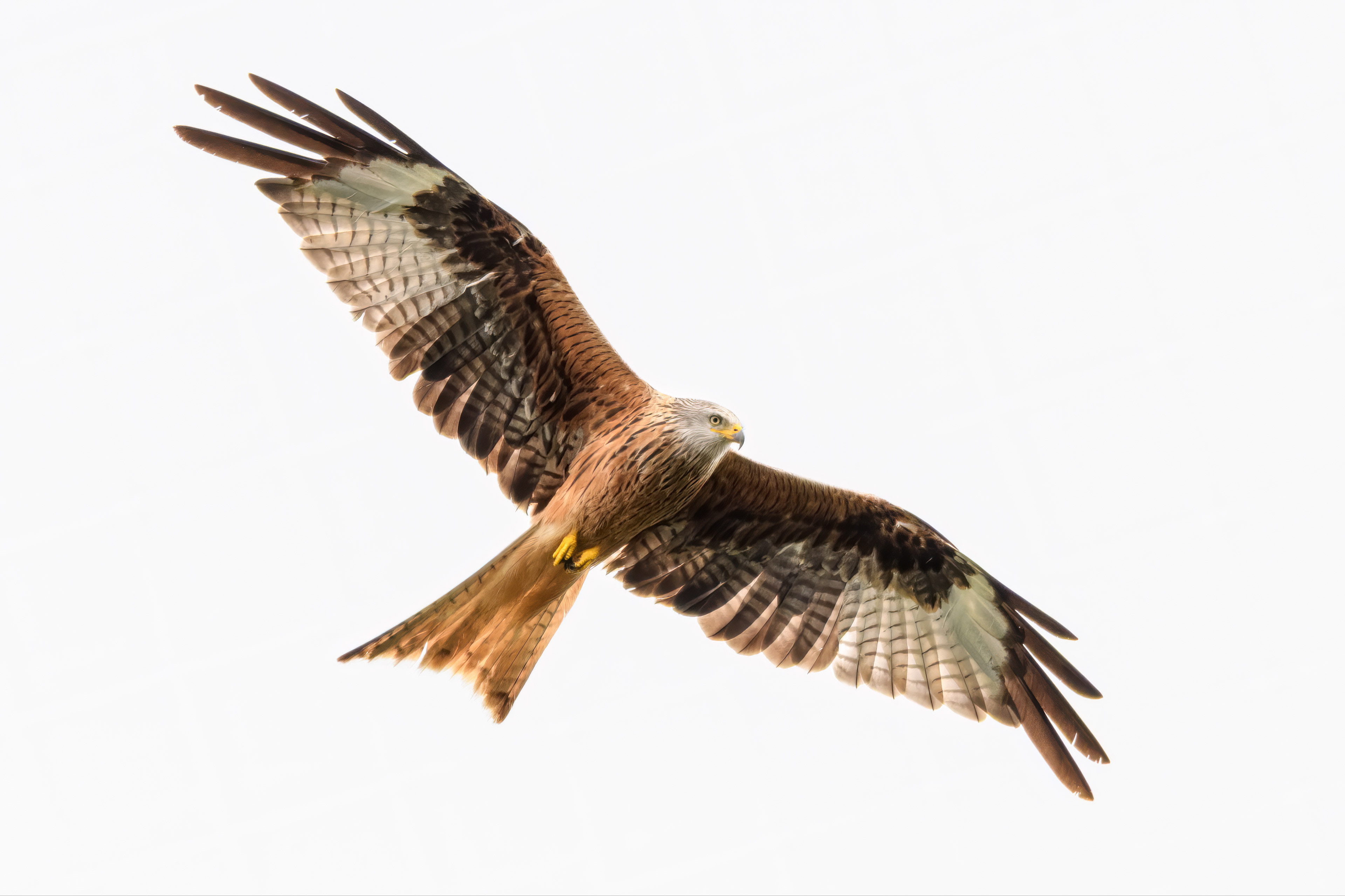 Rode Wouw in vlucht 2