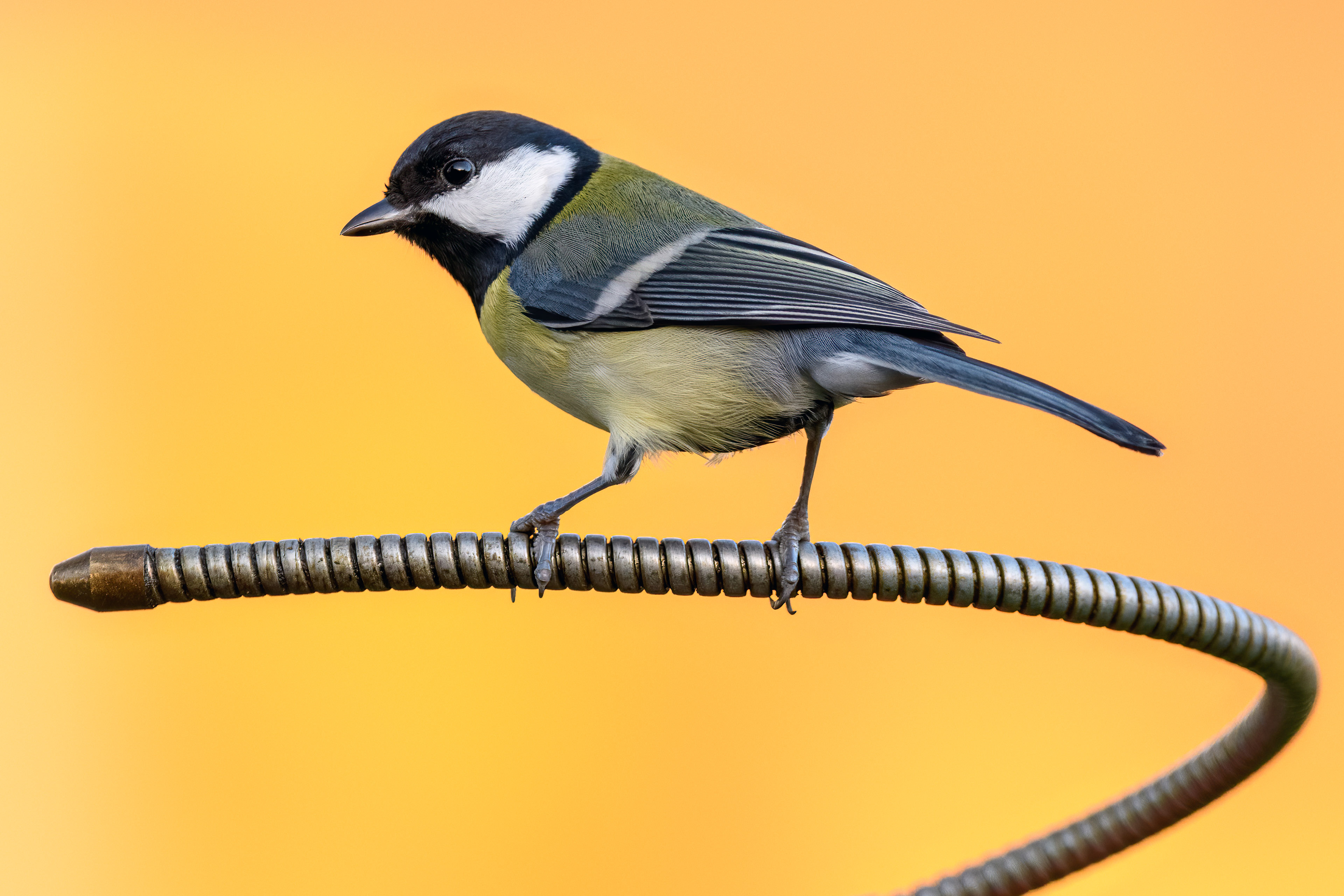 Koolmees op oliepomp