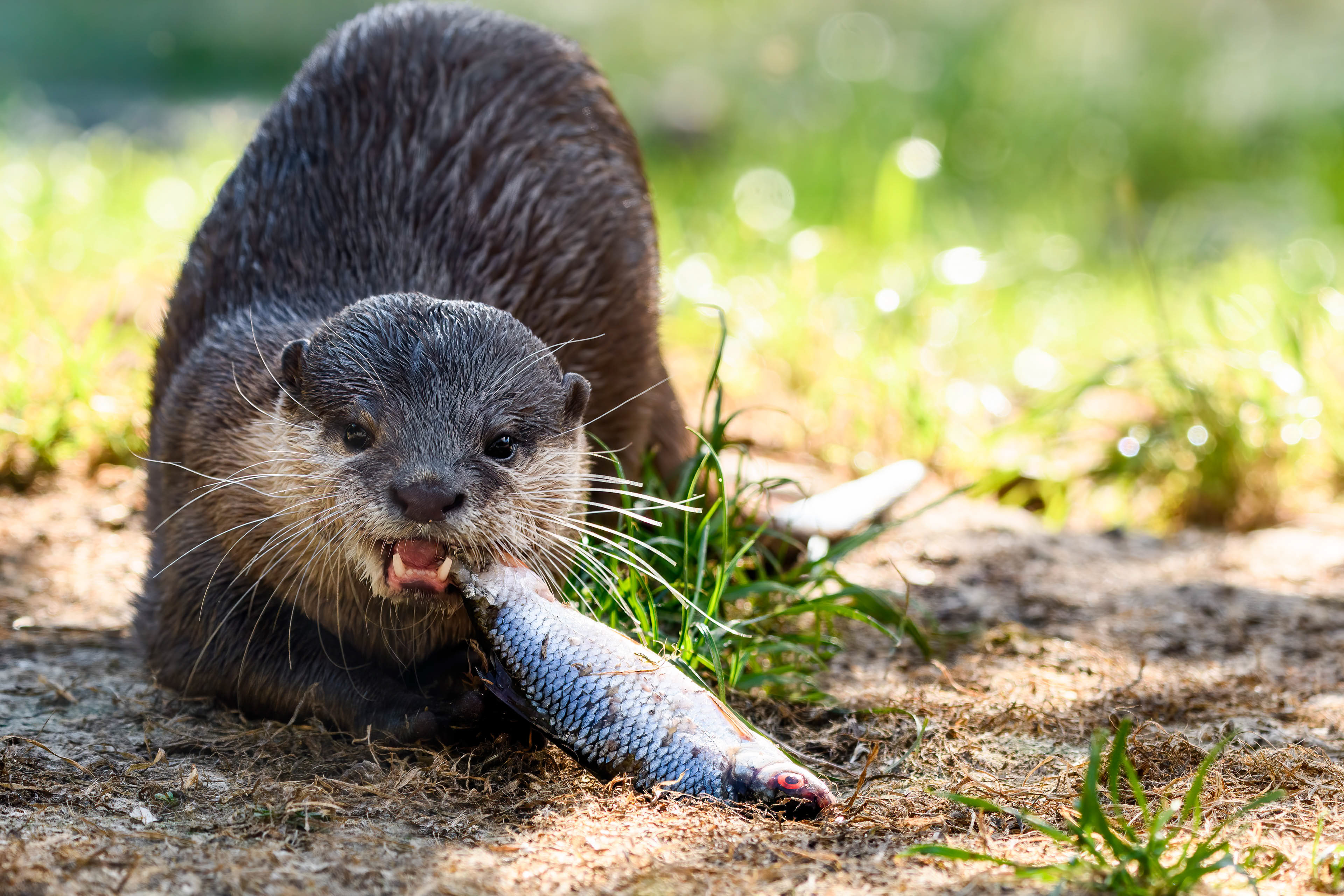 Aziatische kleinklauwotter