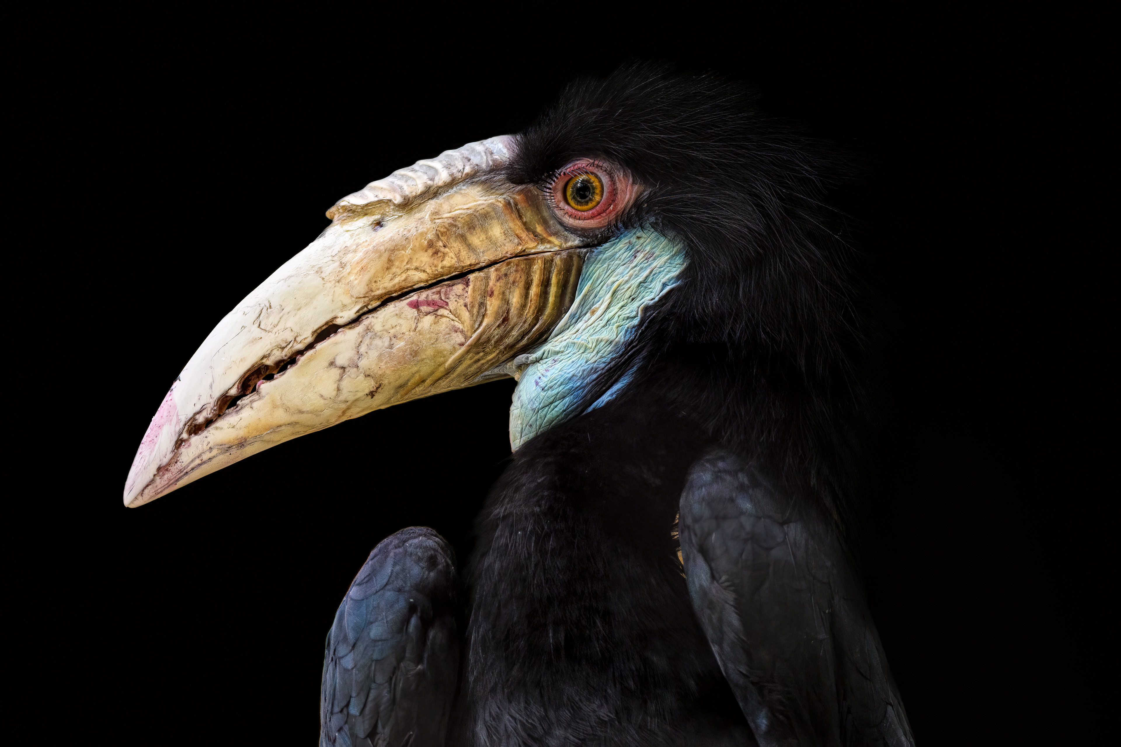 Gewone jaarvogel￨Low key