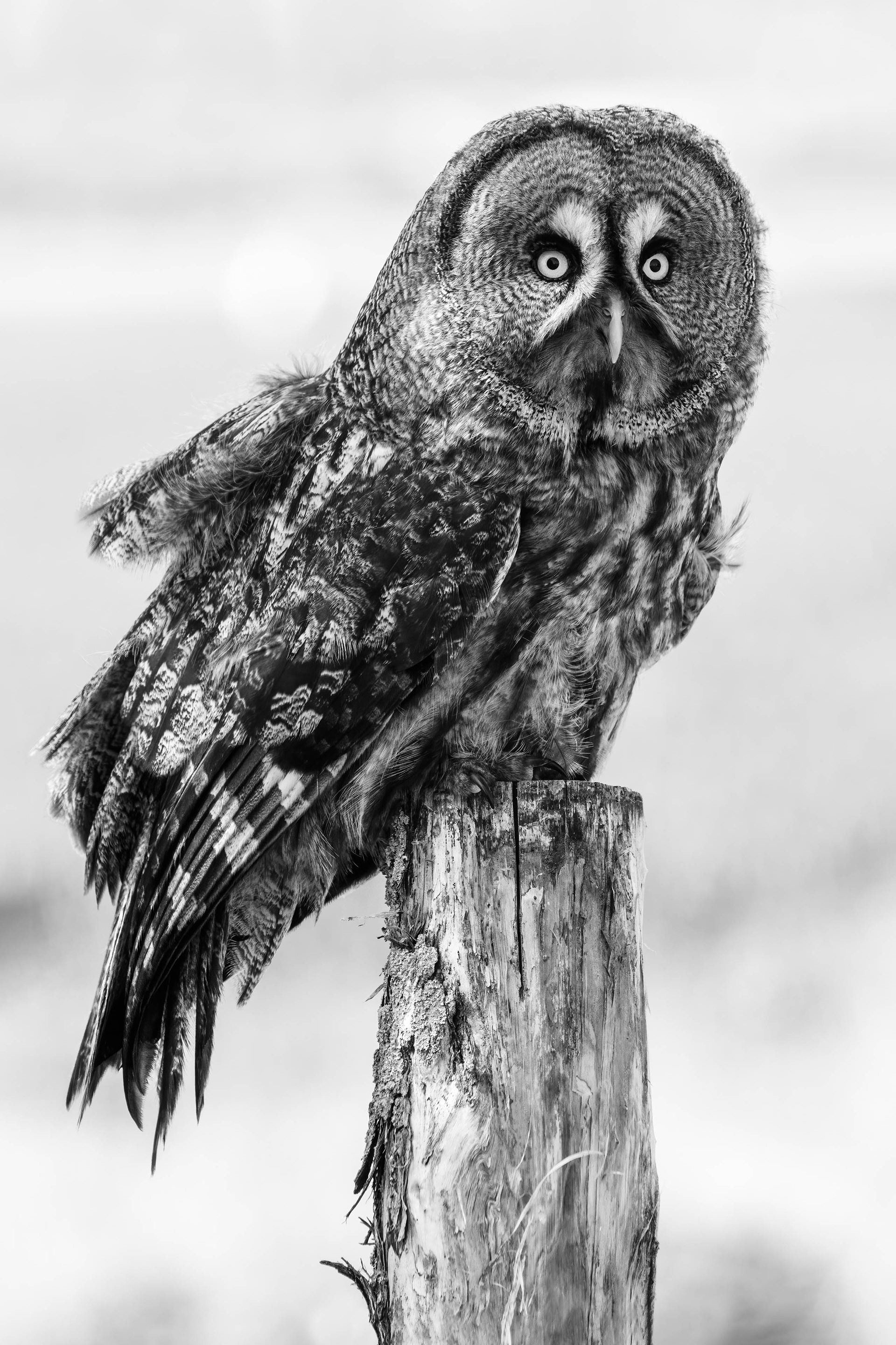 Portret van een Laplanduil