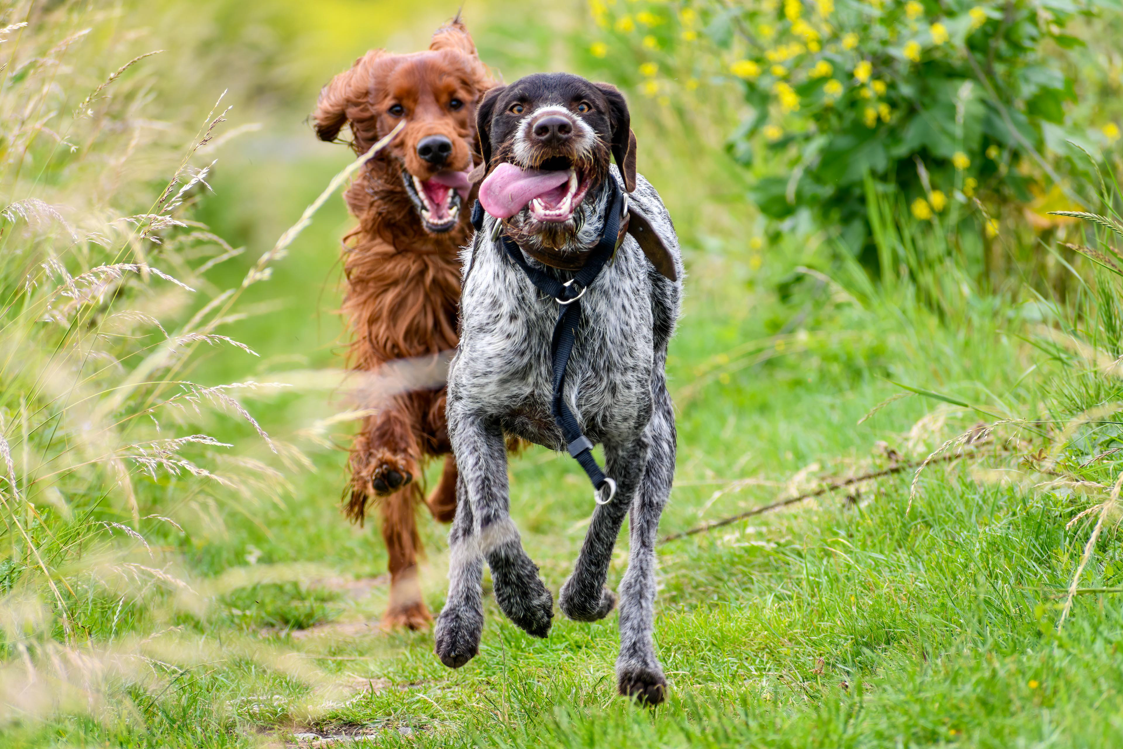 Who let the dogs out?