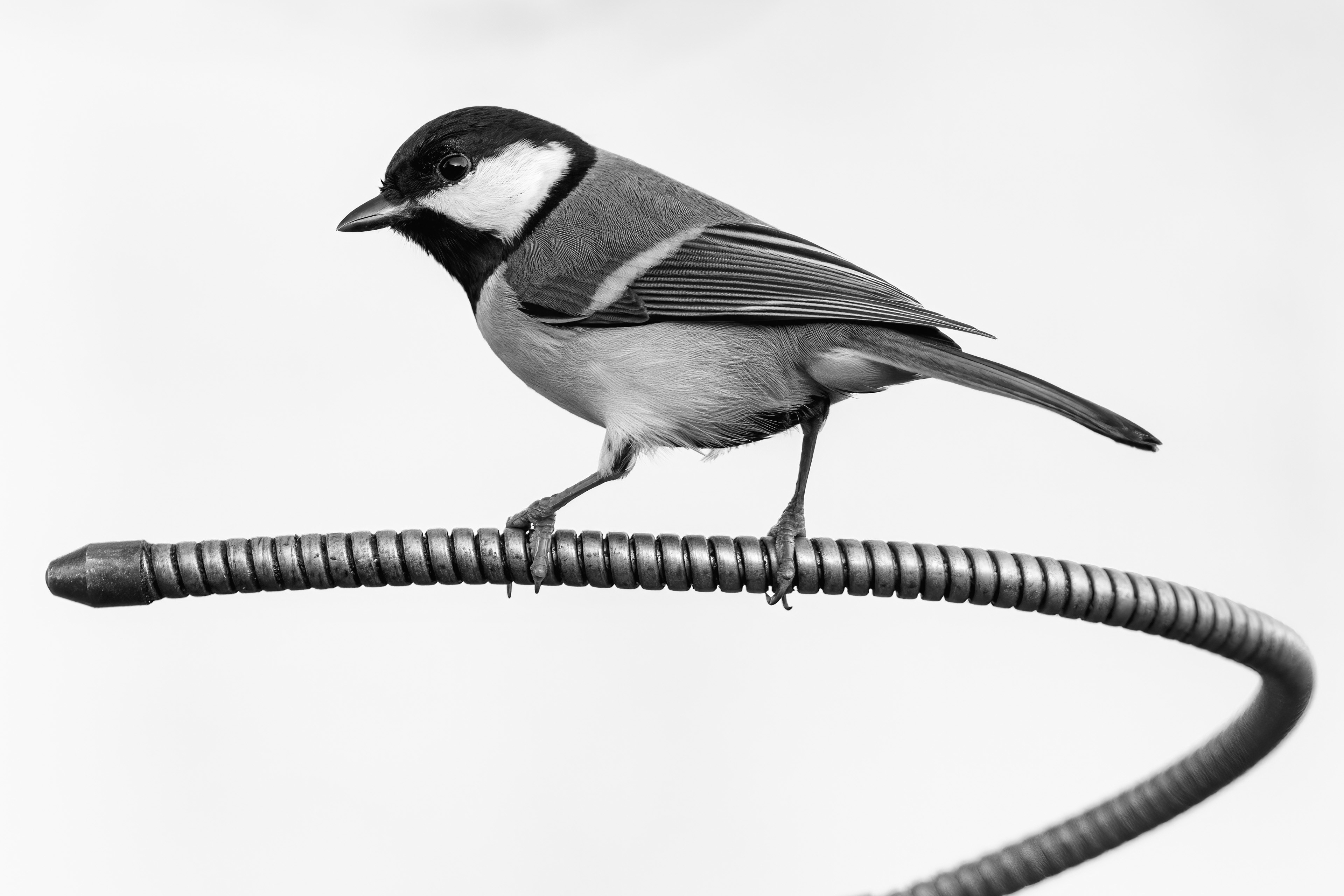 Koolmees op oliepomp