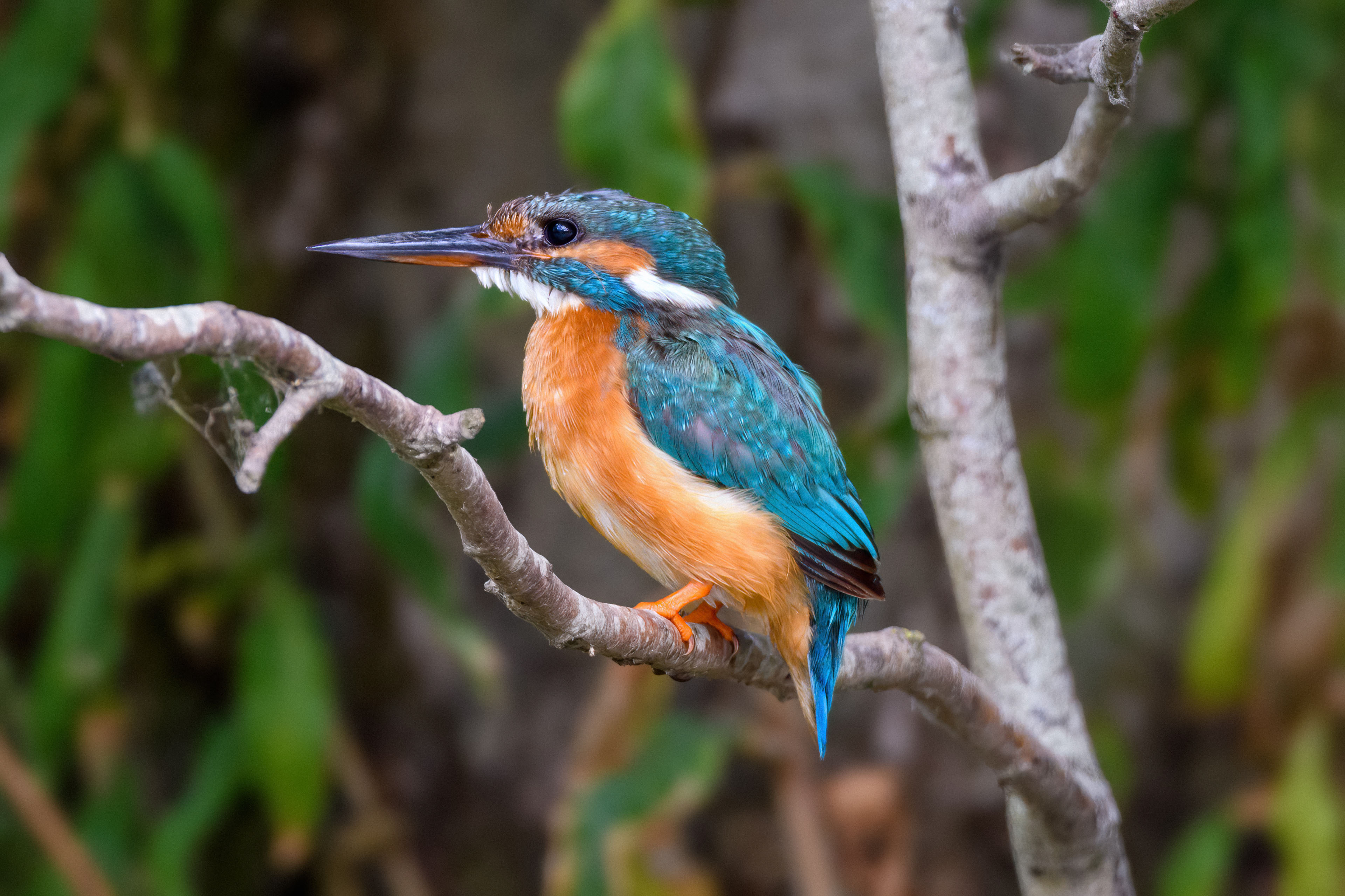Ijsvogel