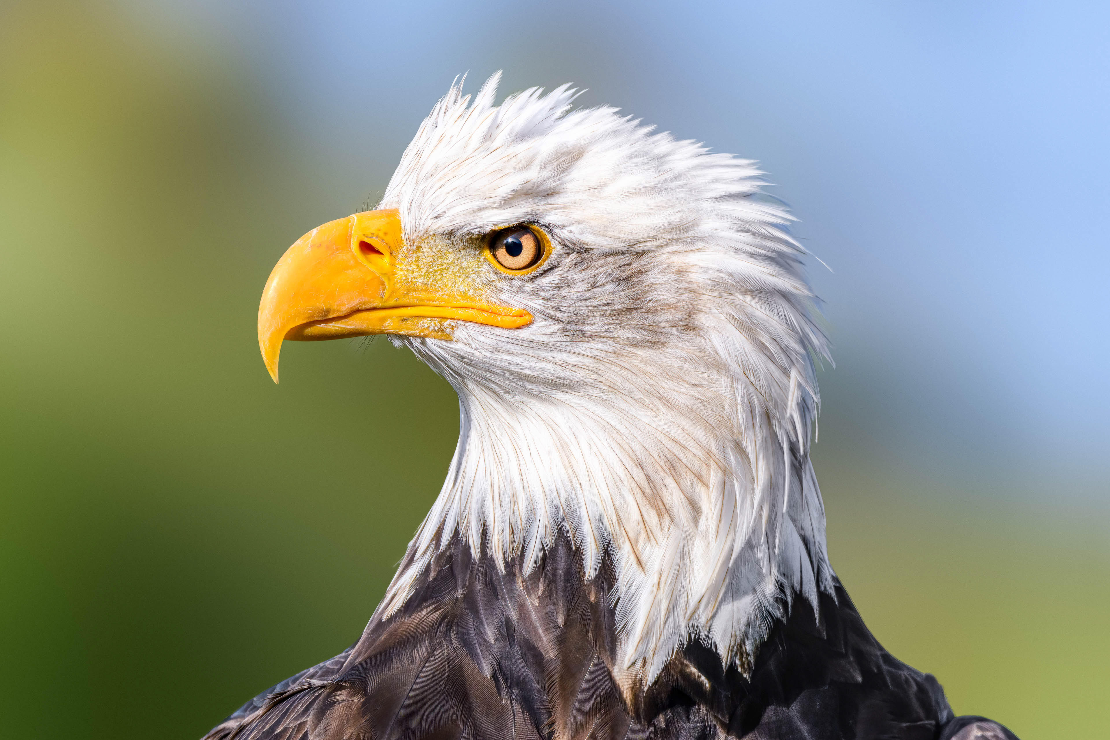 Amerikaans icoon