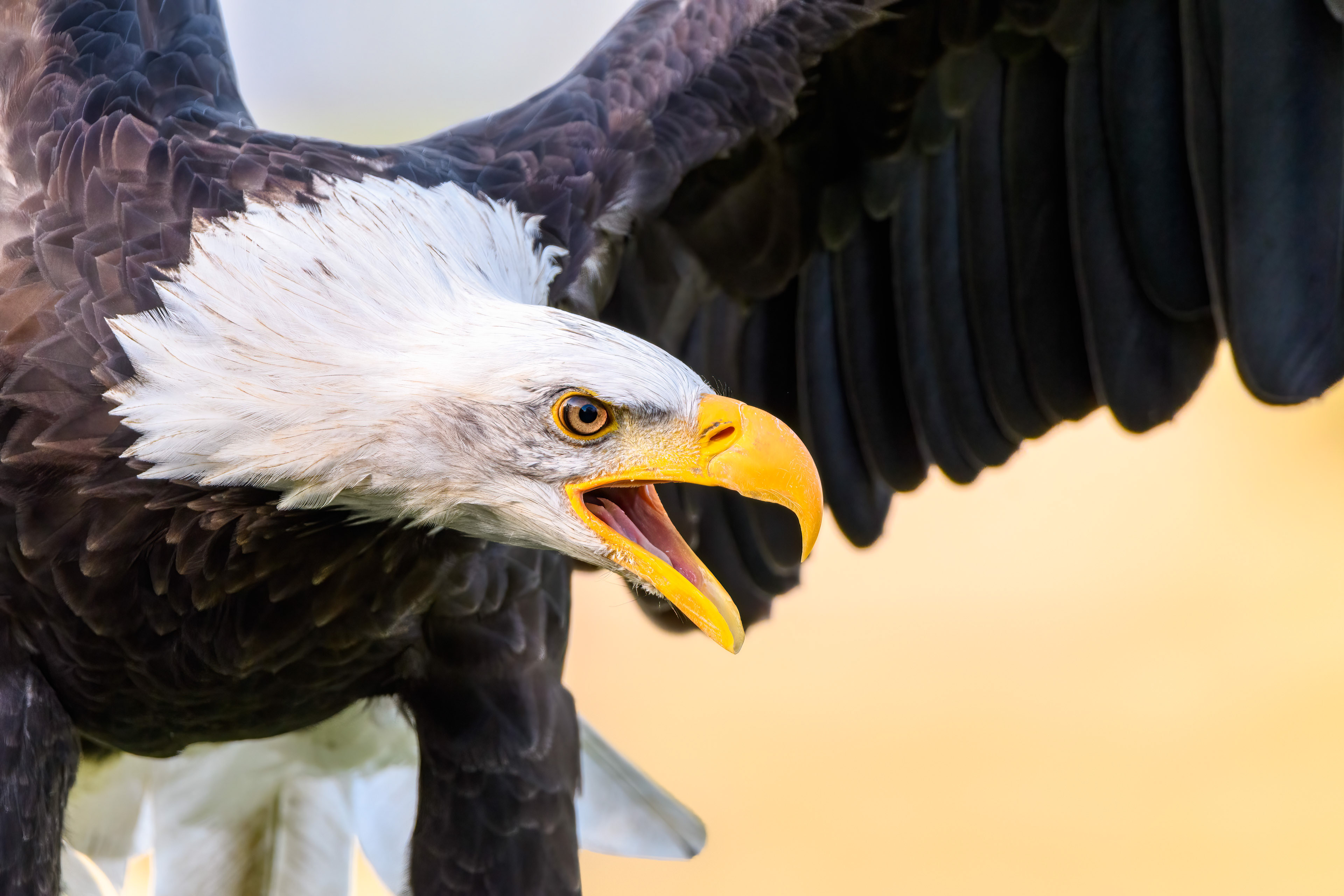 Amerikaanse Zeearend