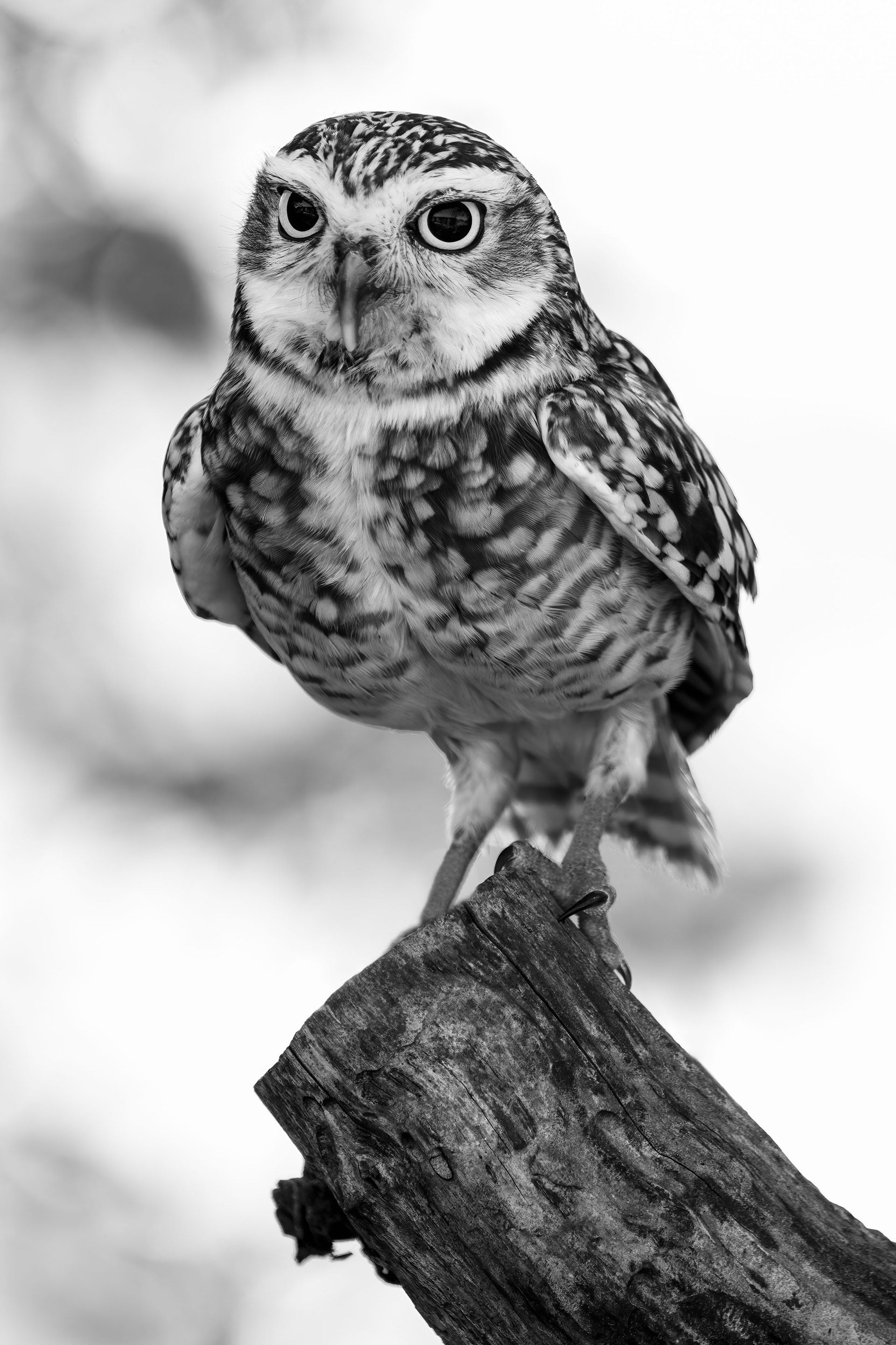 Portret van een Holenuil