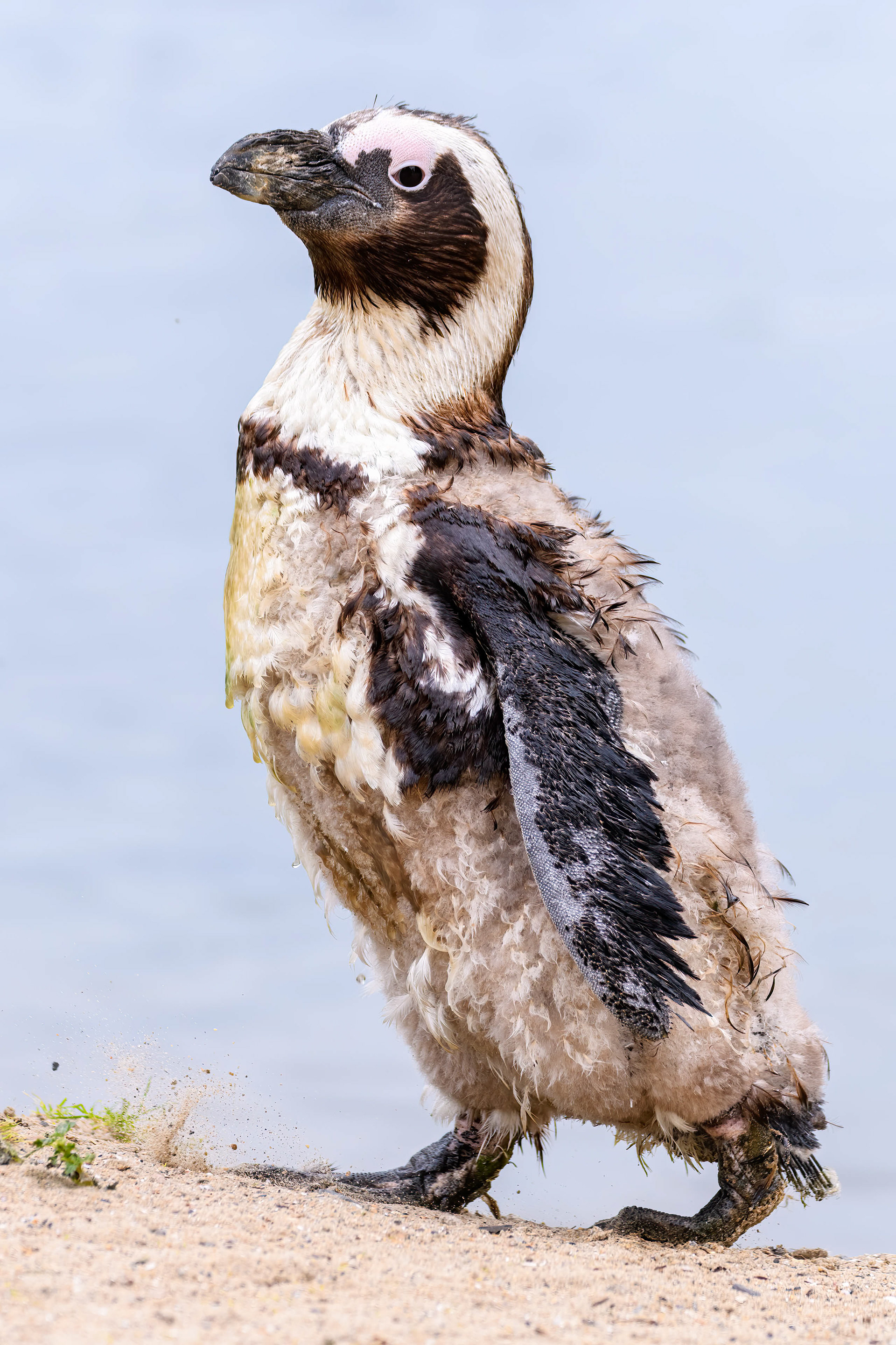 Zwartvoetpinguïn 1