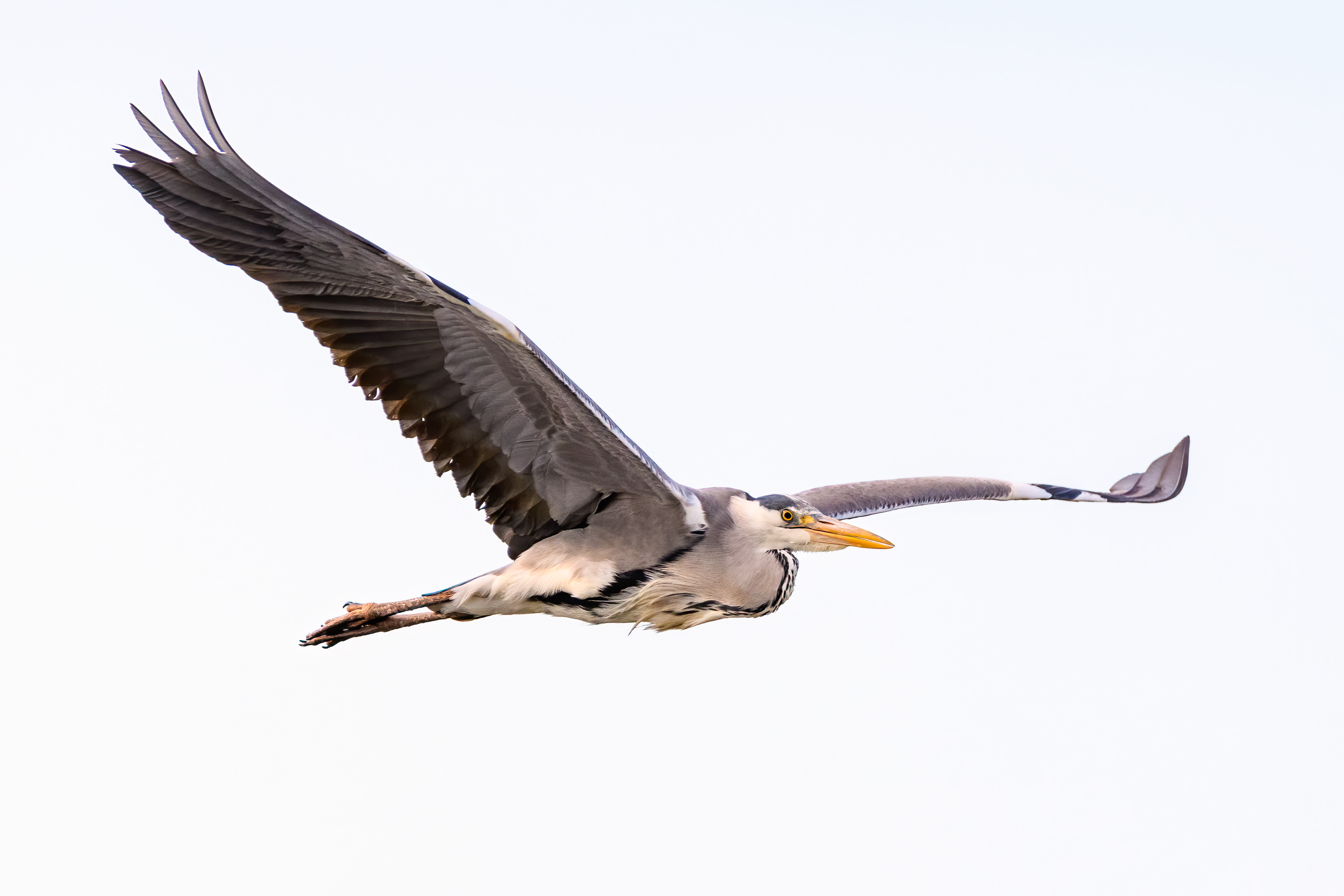Blauwe reiger in vlucht