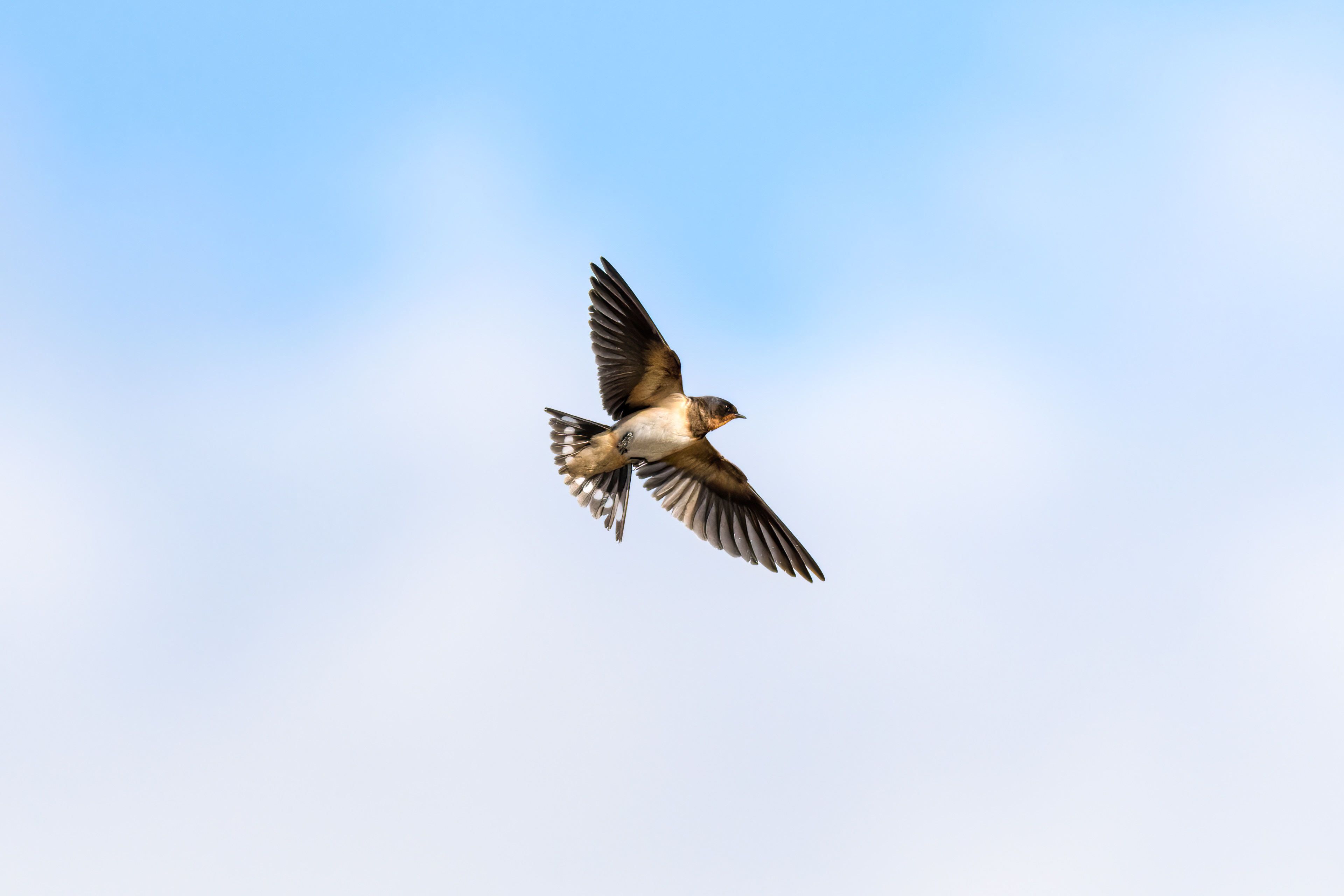 Zwaluw in vlucht
