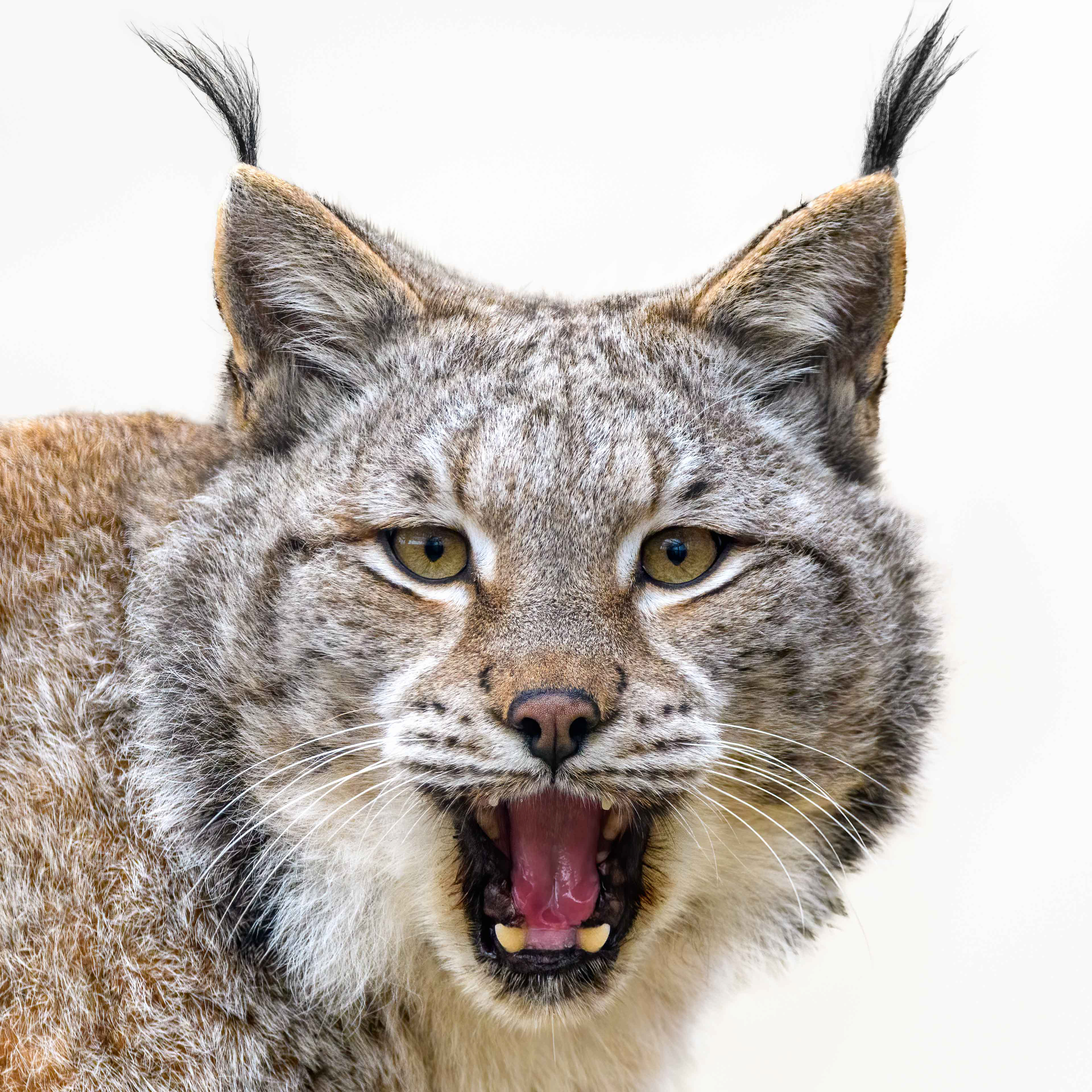 Lynx