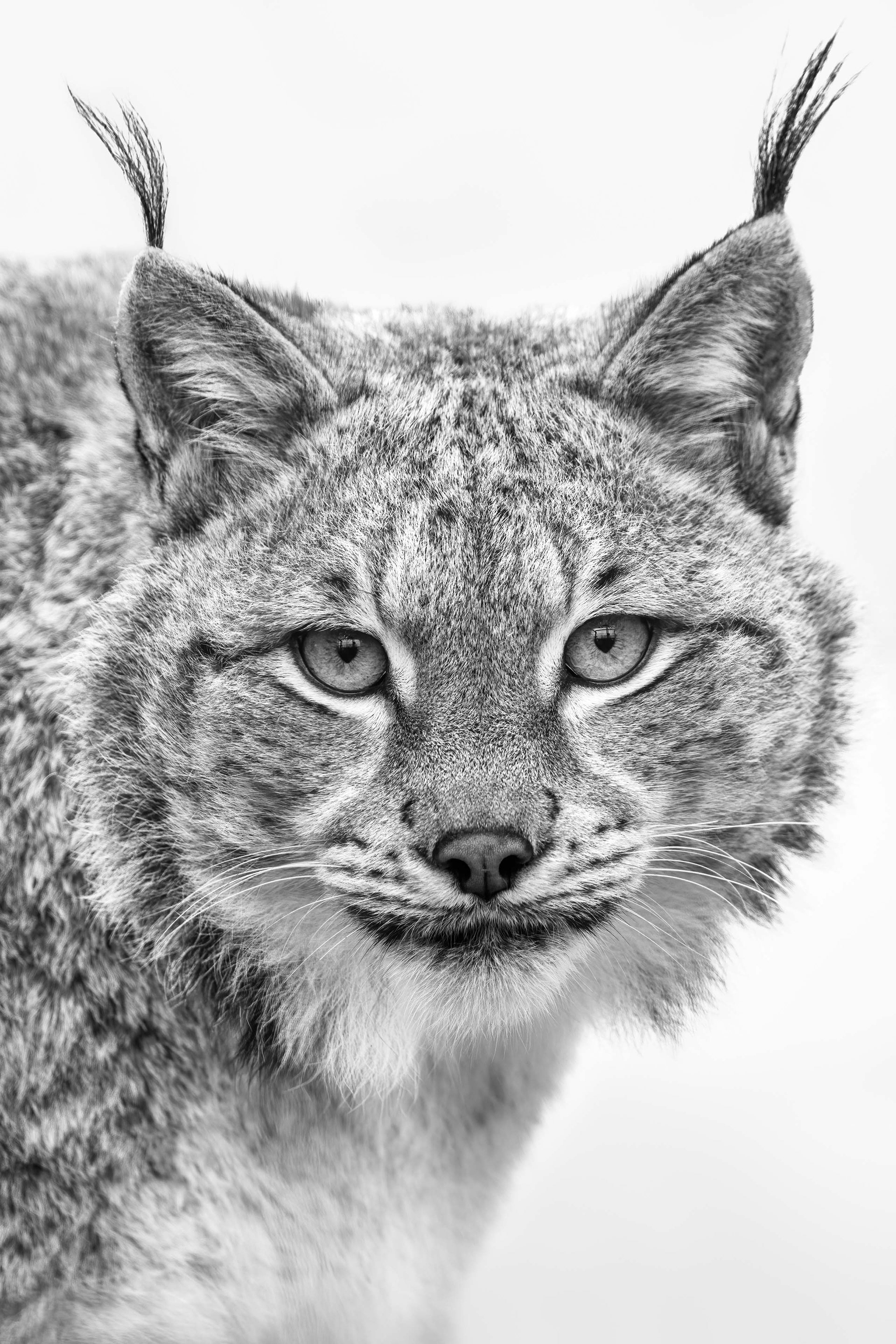 Portret van een Lynx