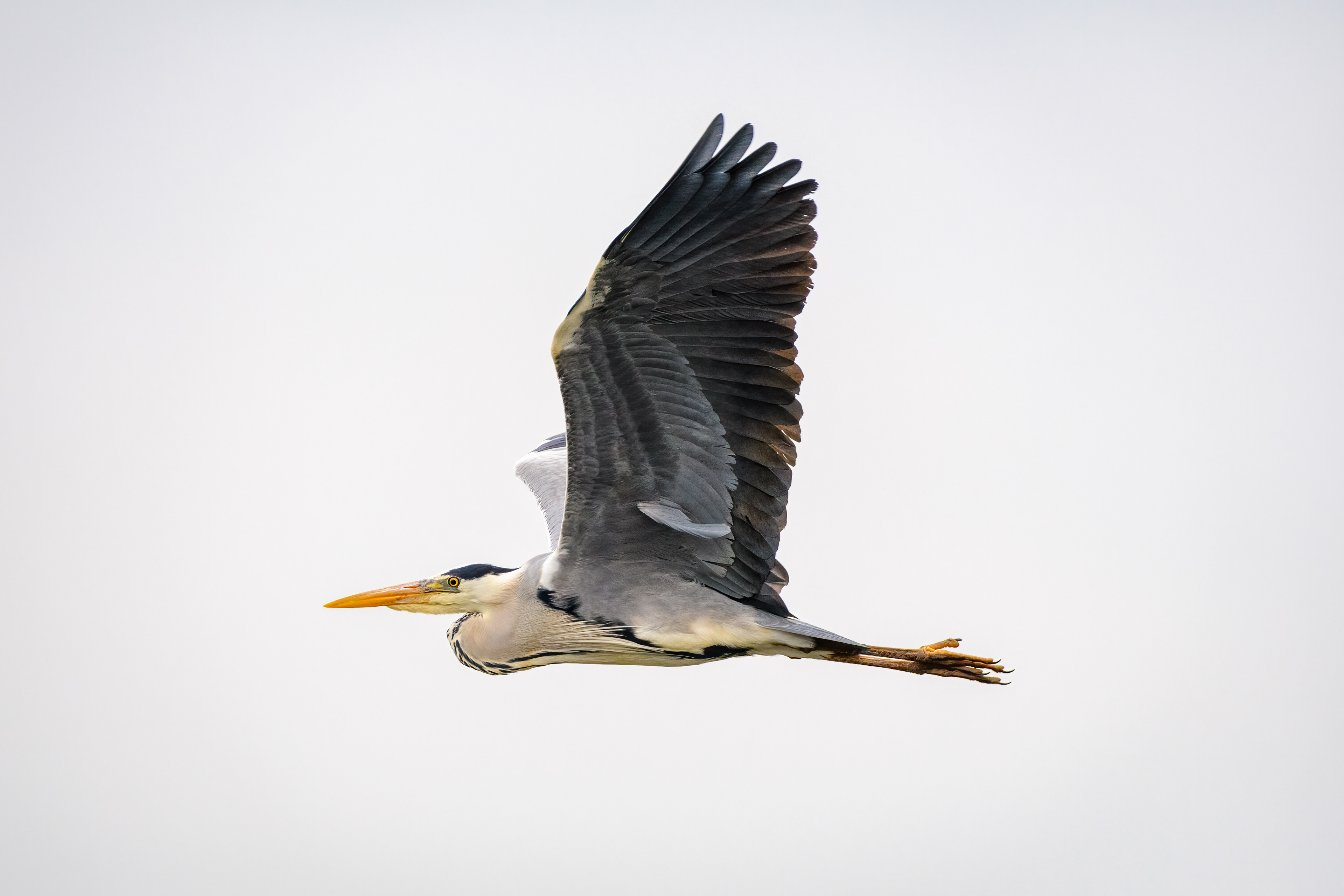 Blauwe reiger in vlucht