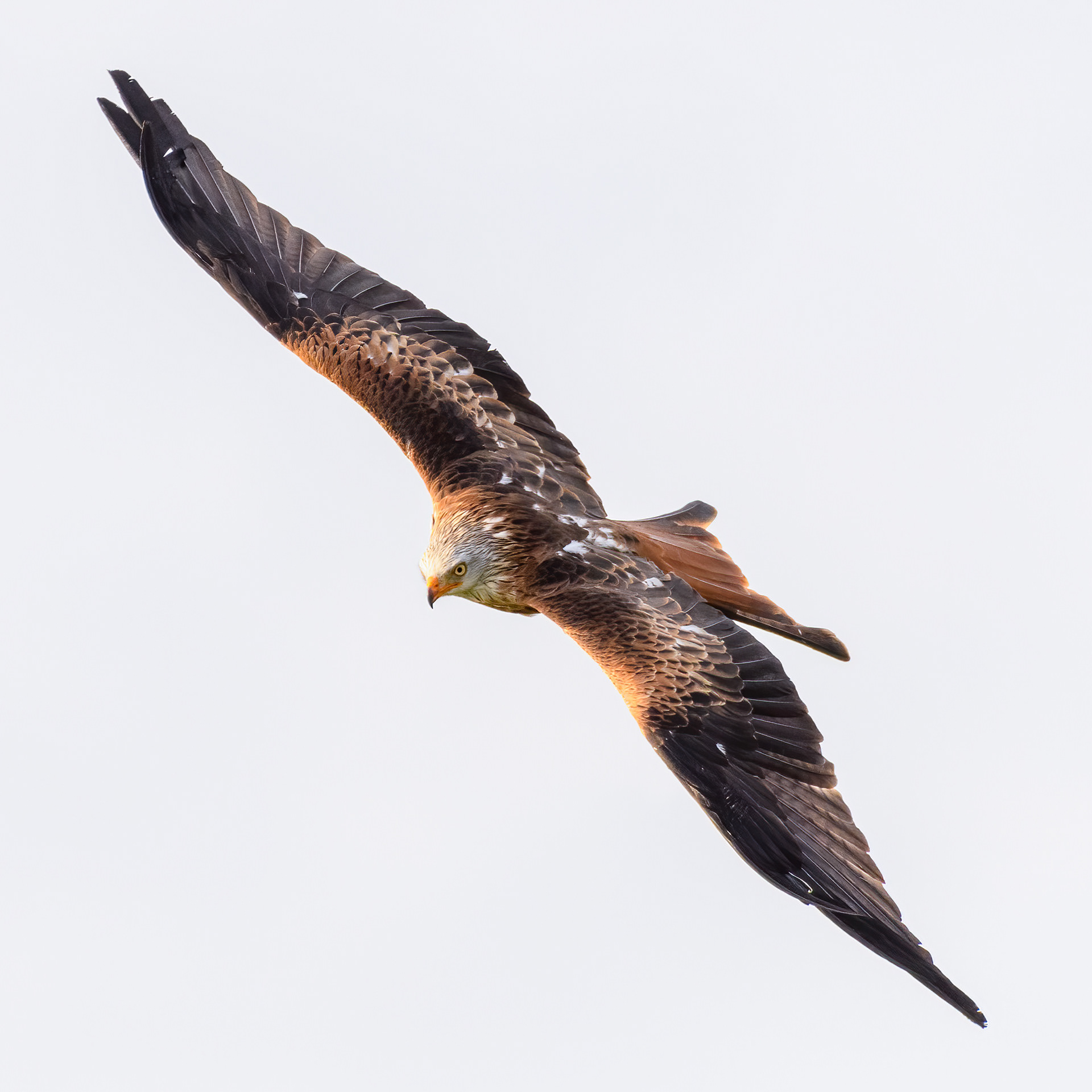 Rode wouw in vlucht 2
