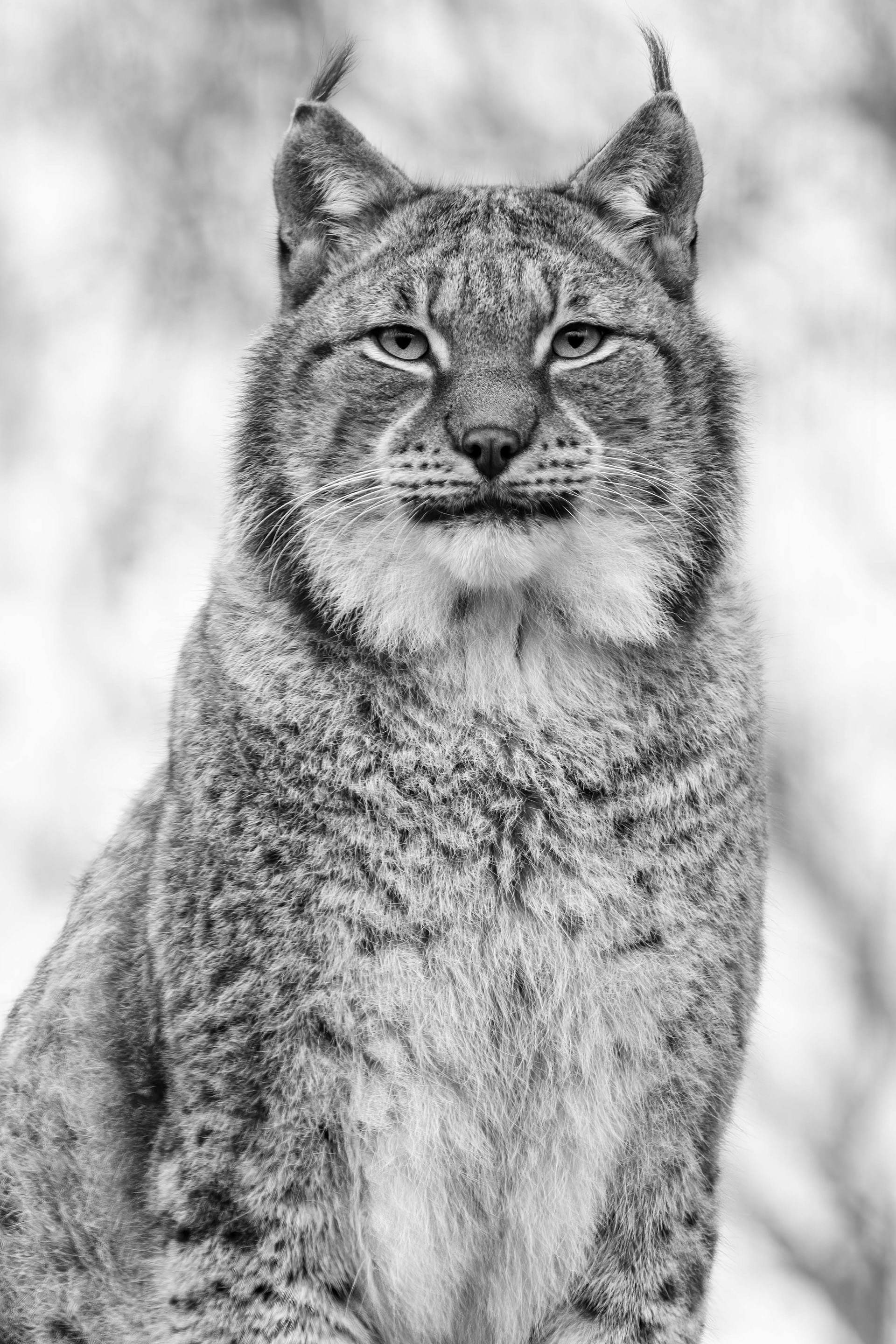Winterse Lynx