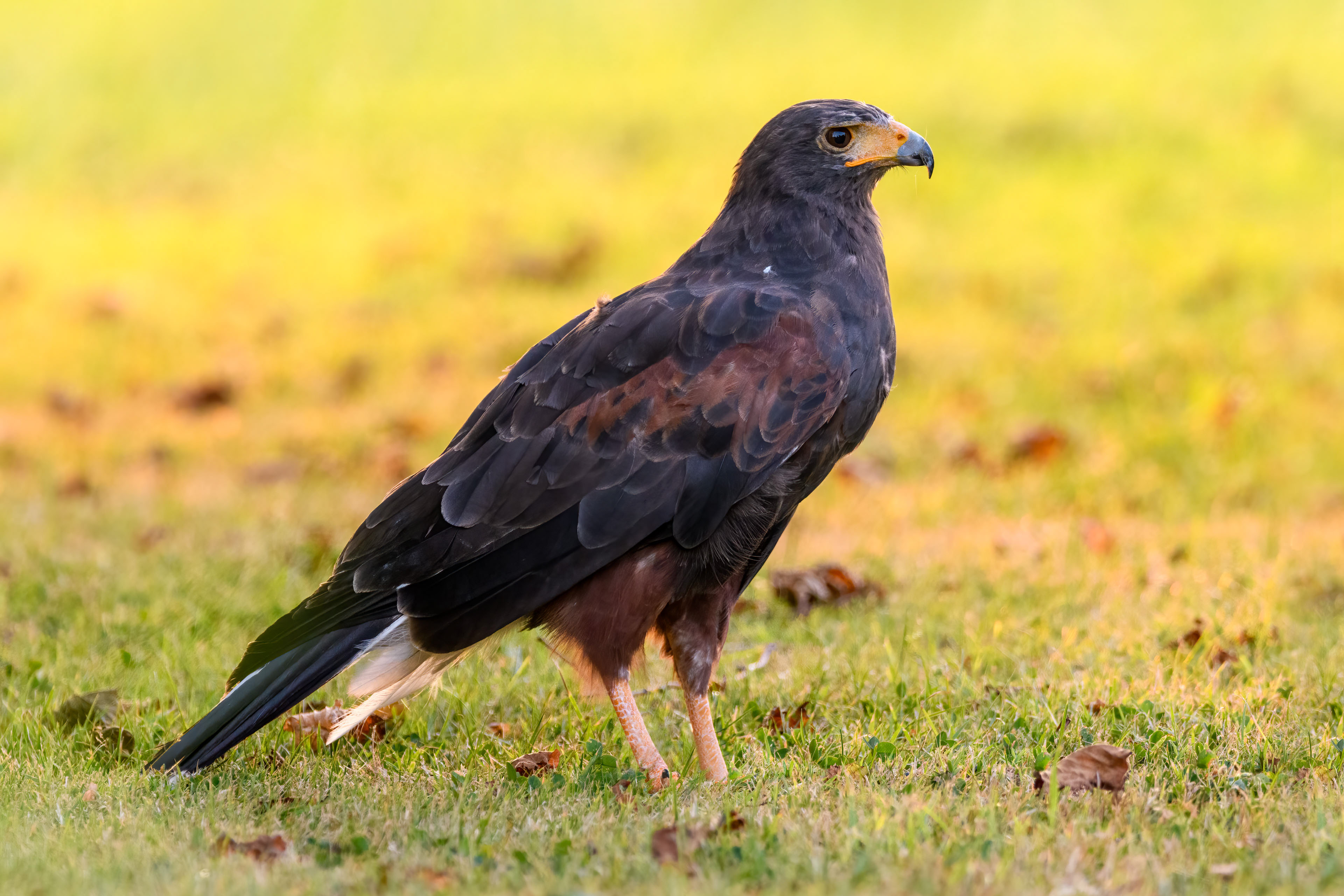 Woestijnbuizerd