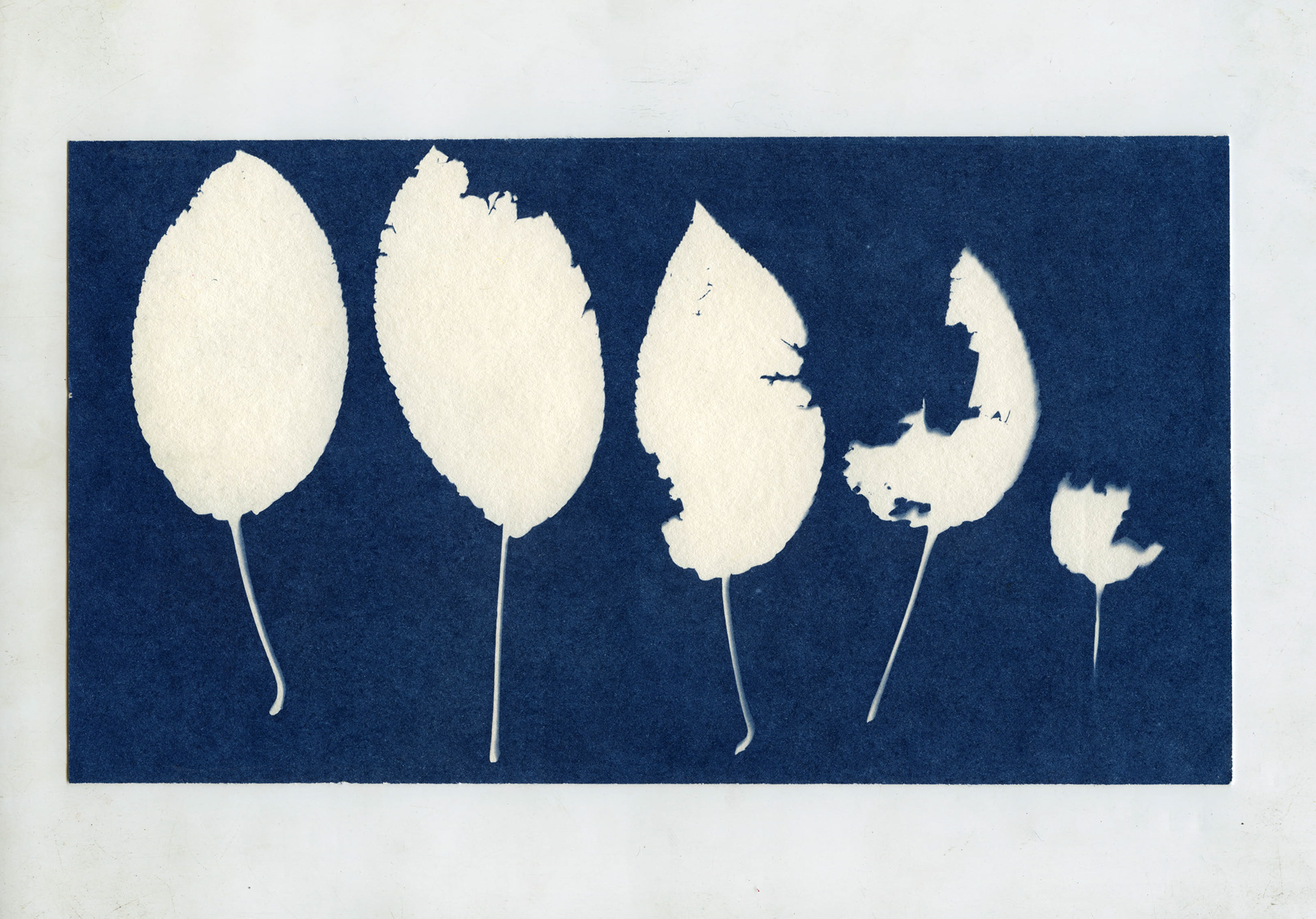 Cyanotype, 4x10