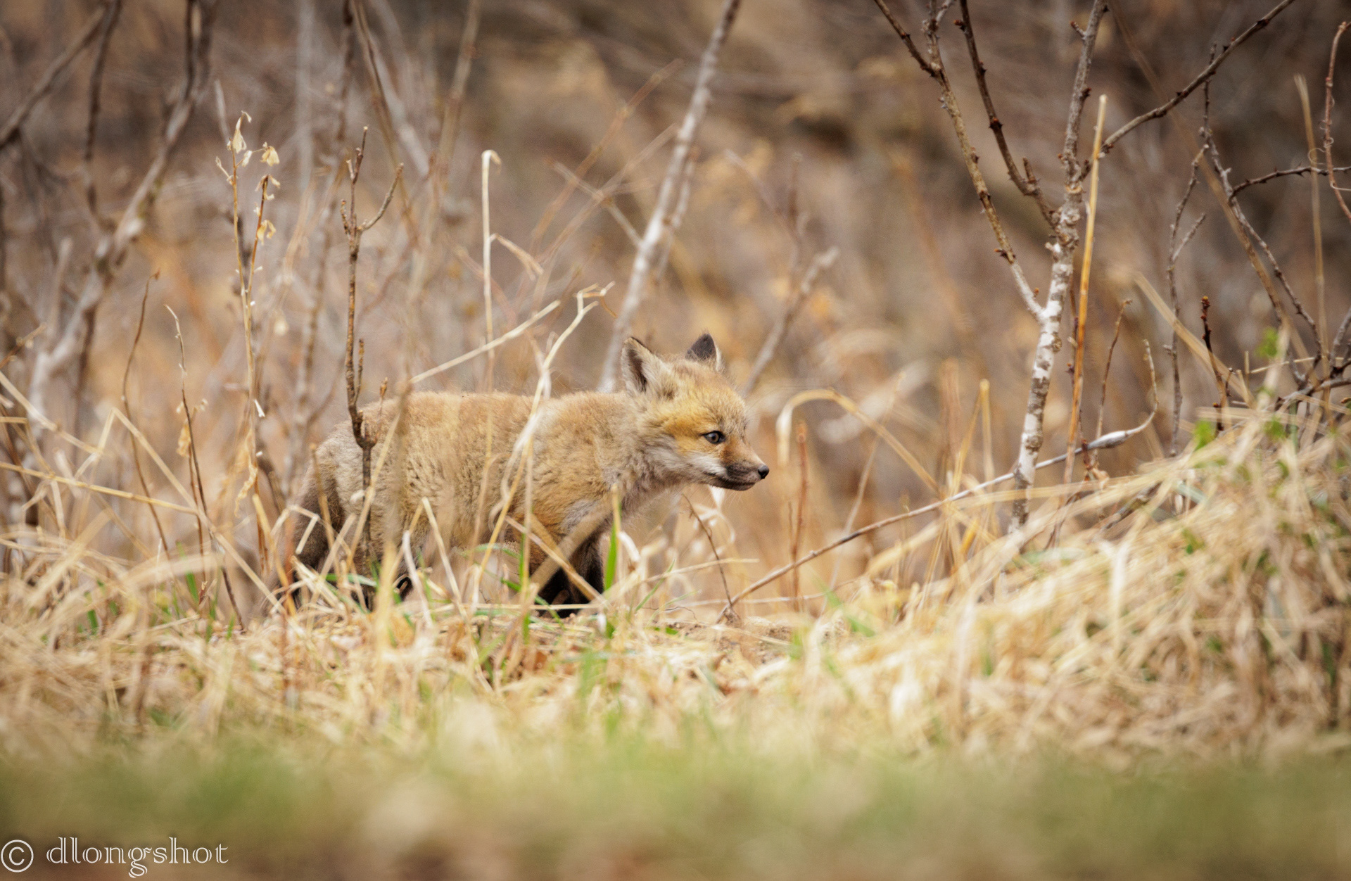 Fox kit overcast day