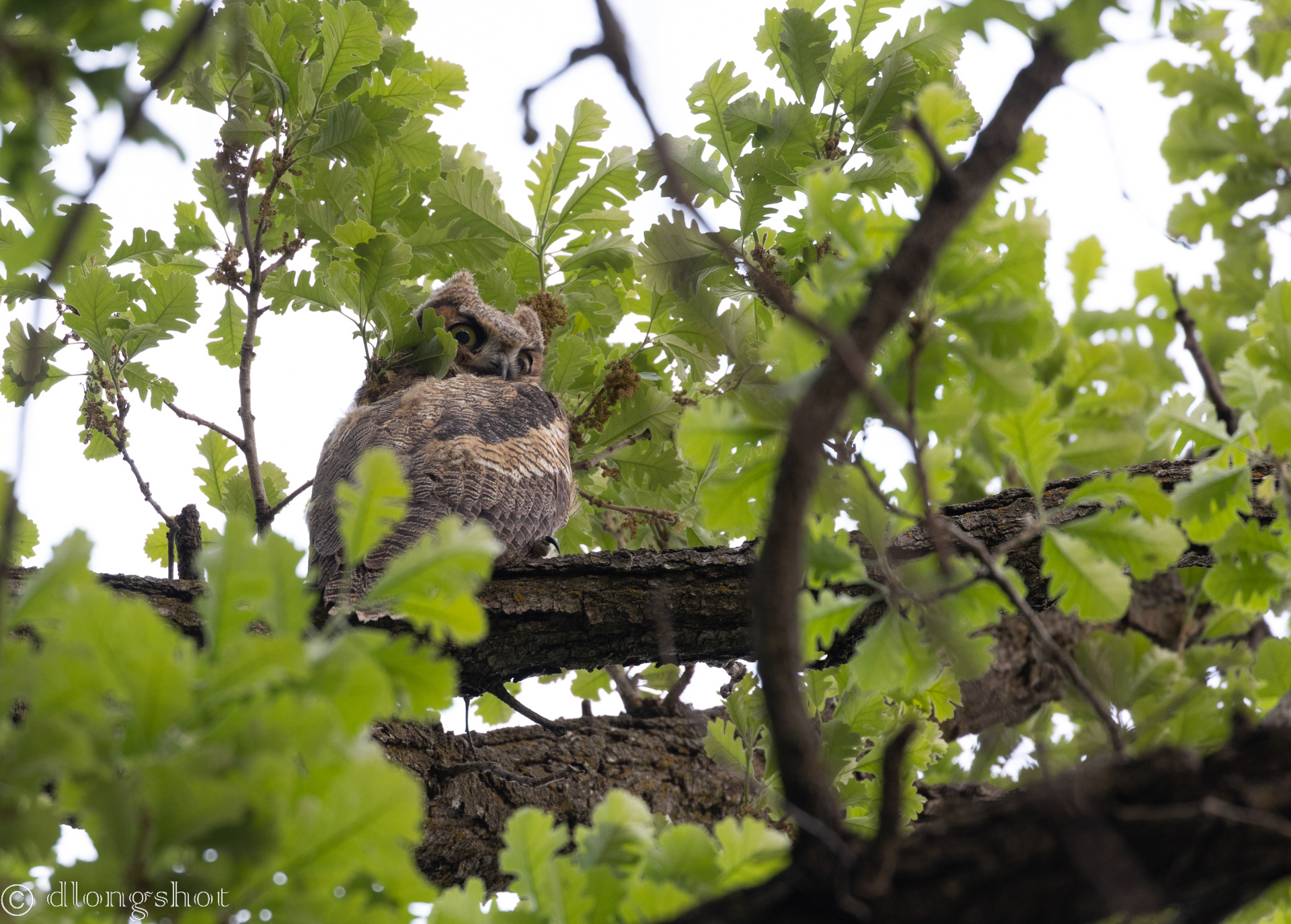 Great Horned Owlet