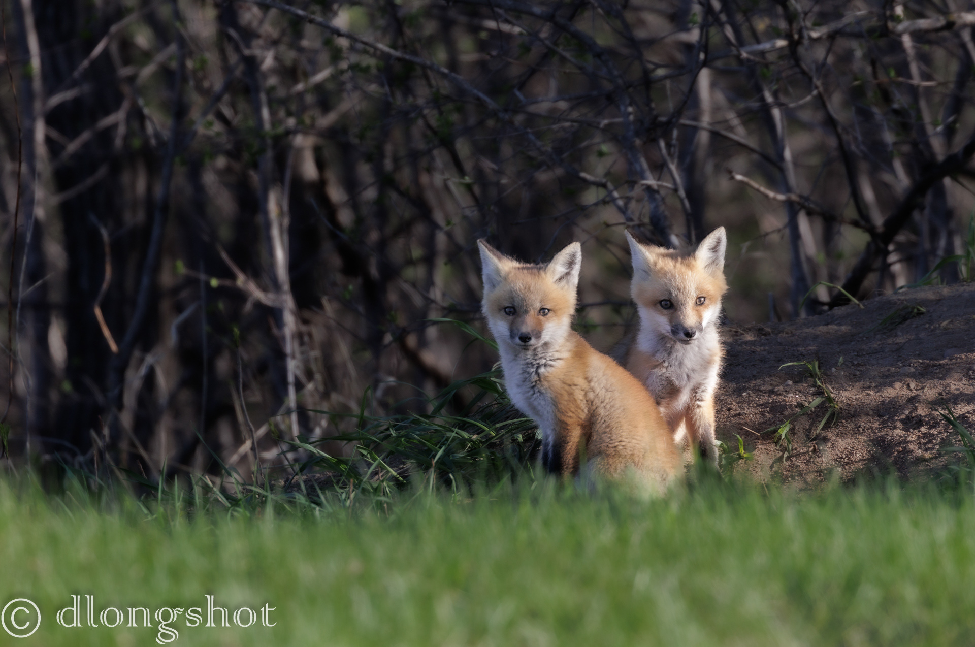 Fox kits in the Morning light