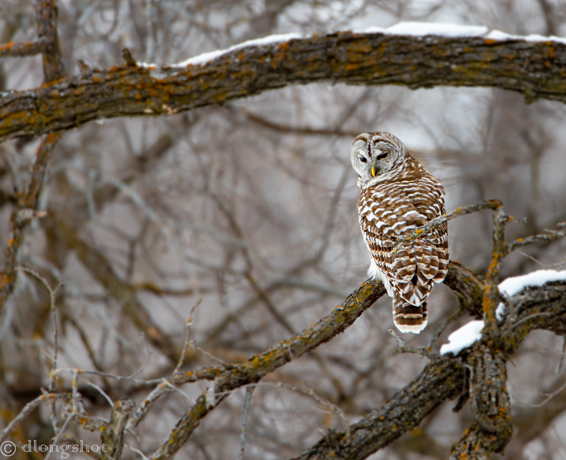 Barred owl on a snowy morning