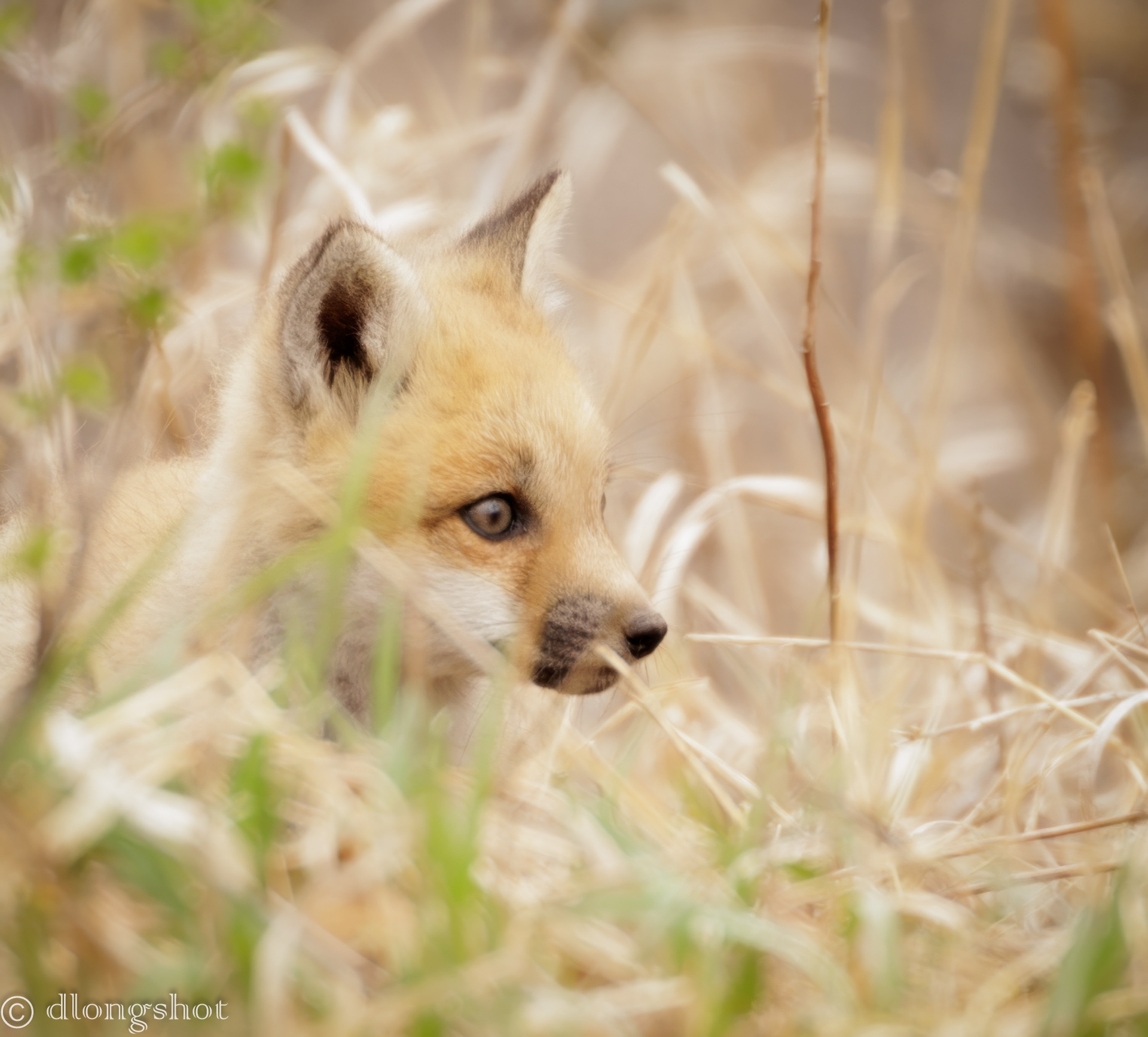 Fox kit face shot