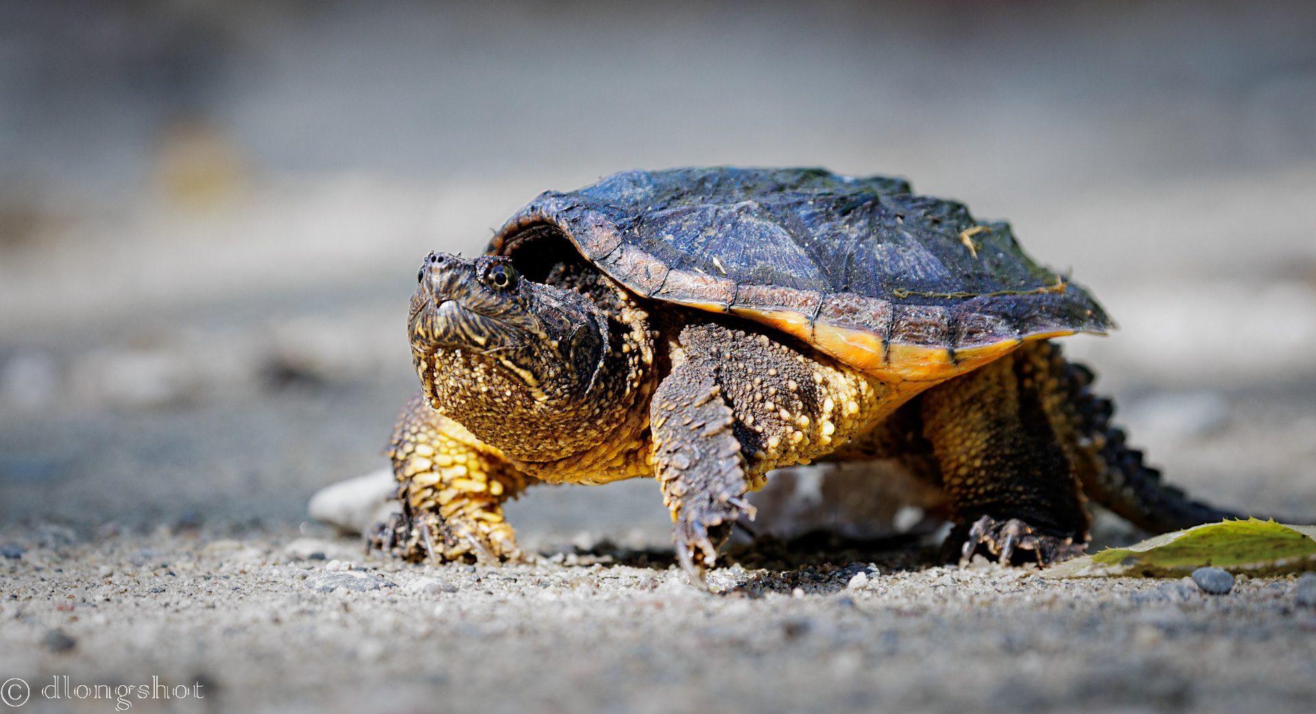 Turtle crossing the road