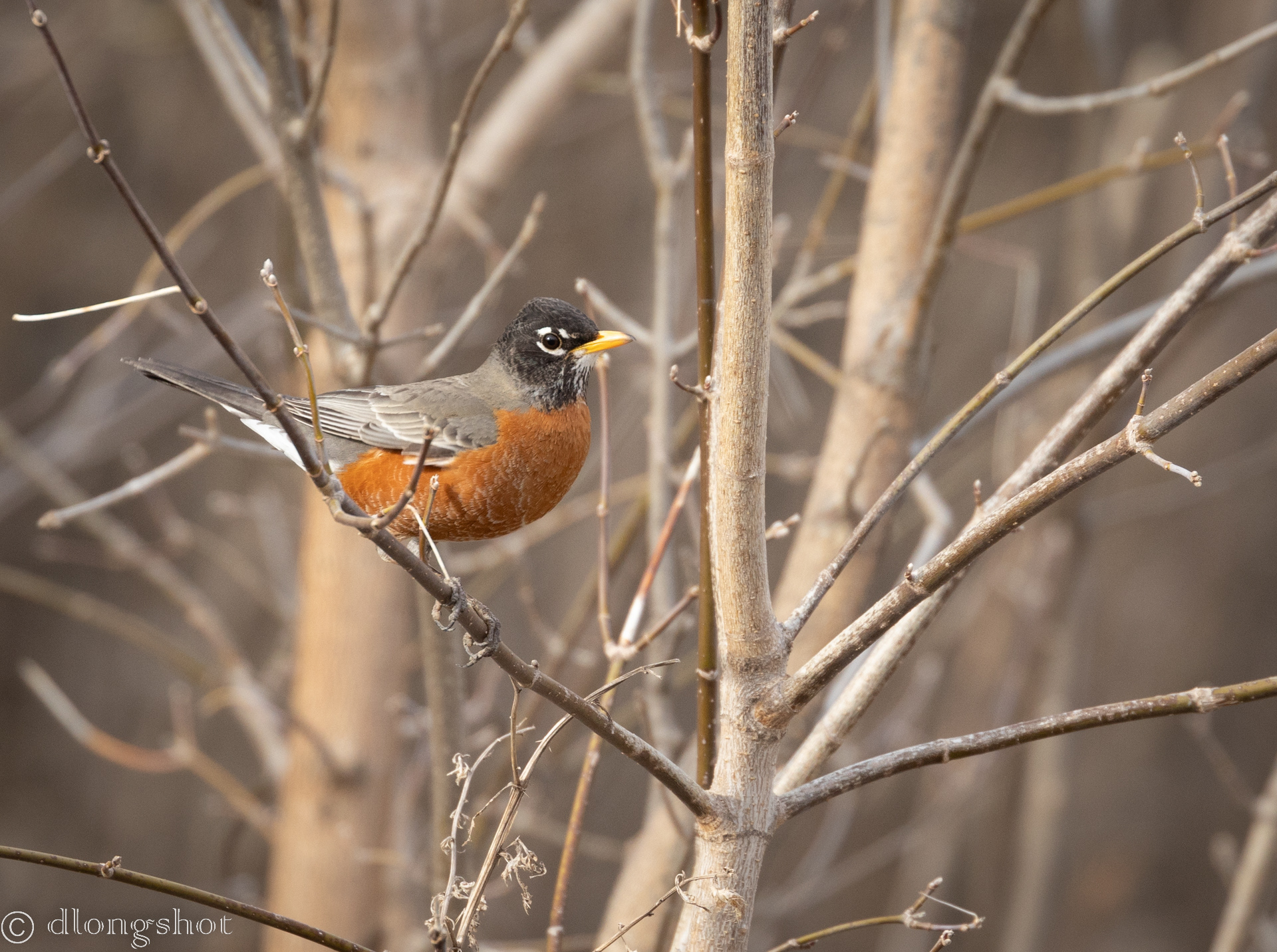 American Robin