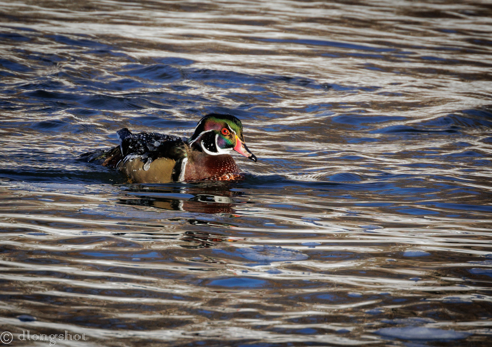 Wood Duck